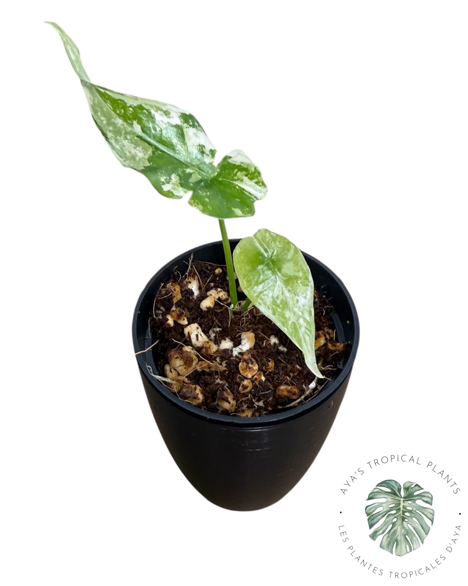 Alocasia Simpo Albo panaché