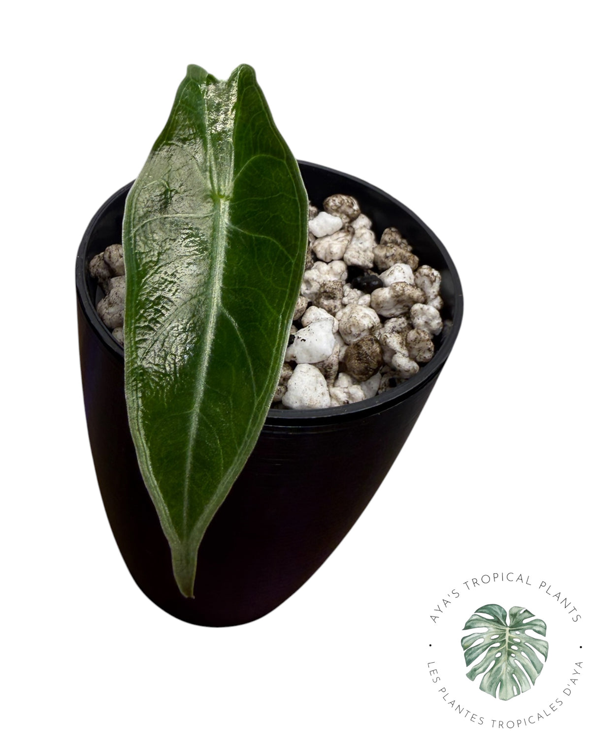 Alocasia Black Satun Pink Bone