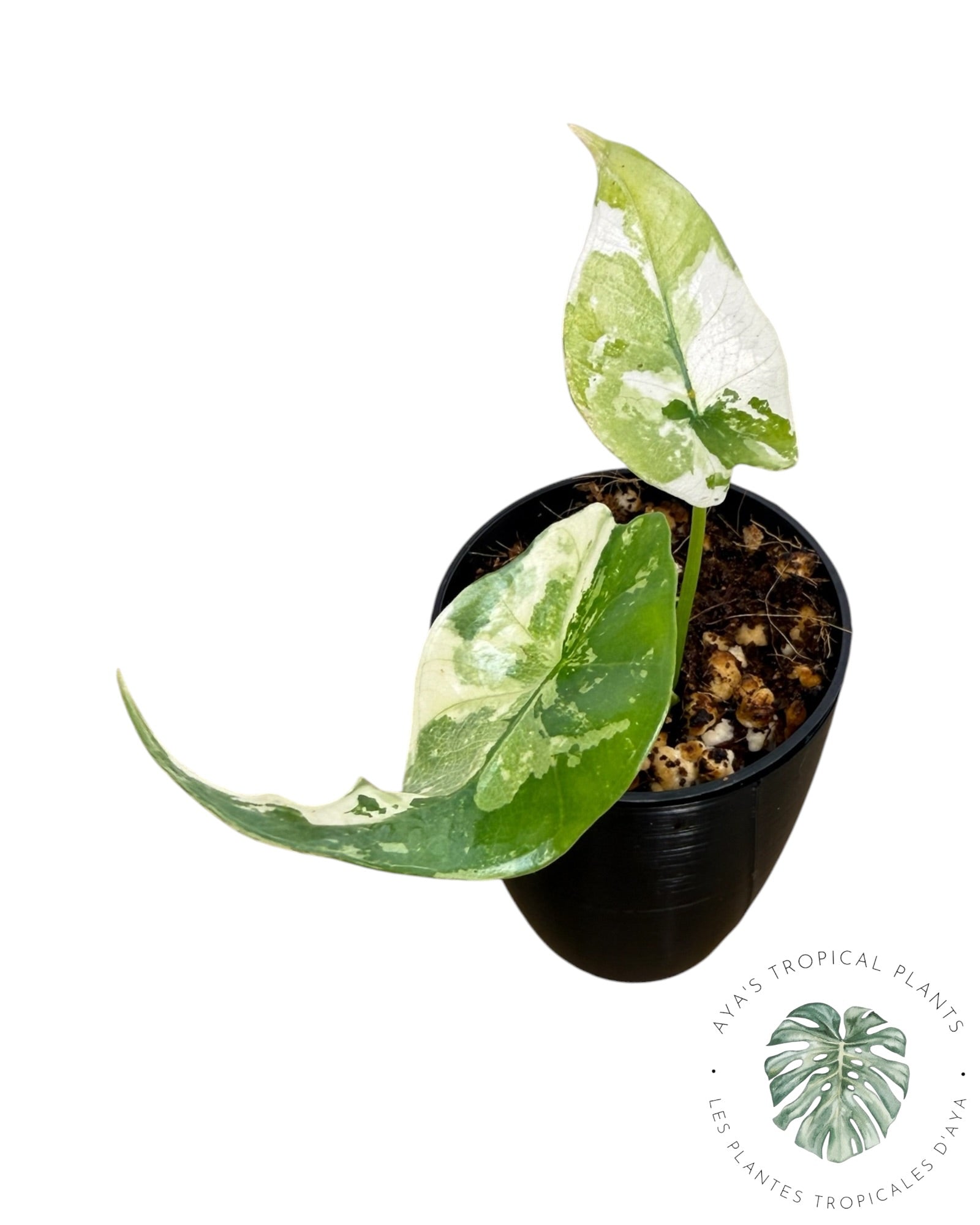 Alocasia Simpo Albo panaché