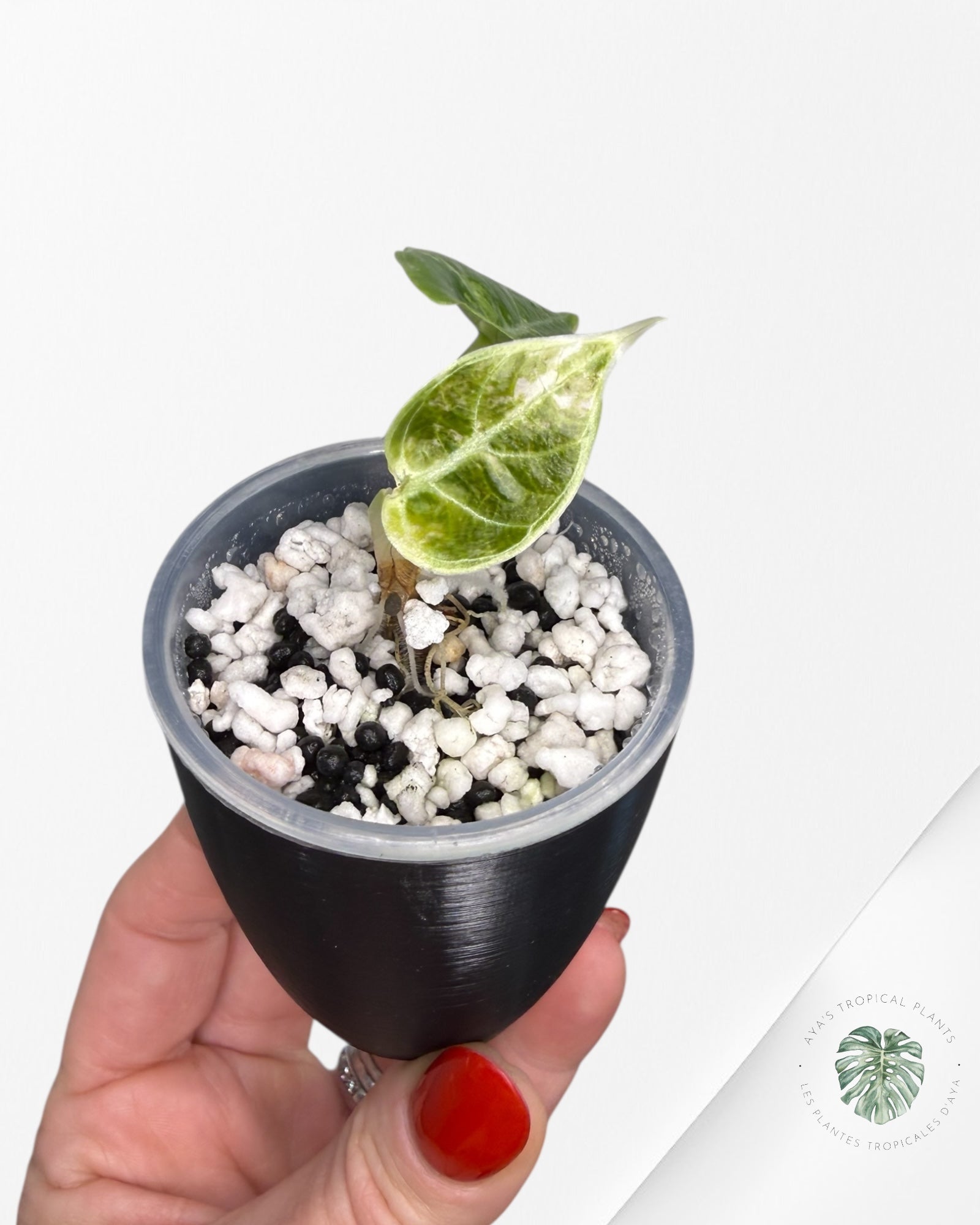 Alocasia Watsoniana Doff. Pink Variegated