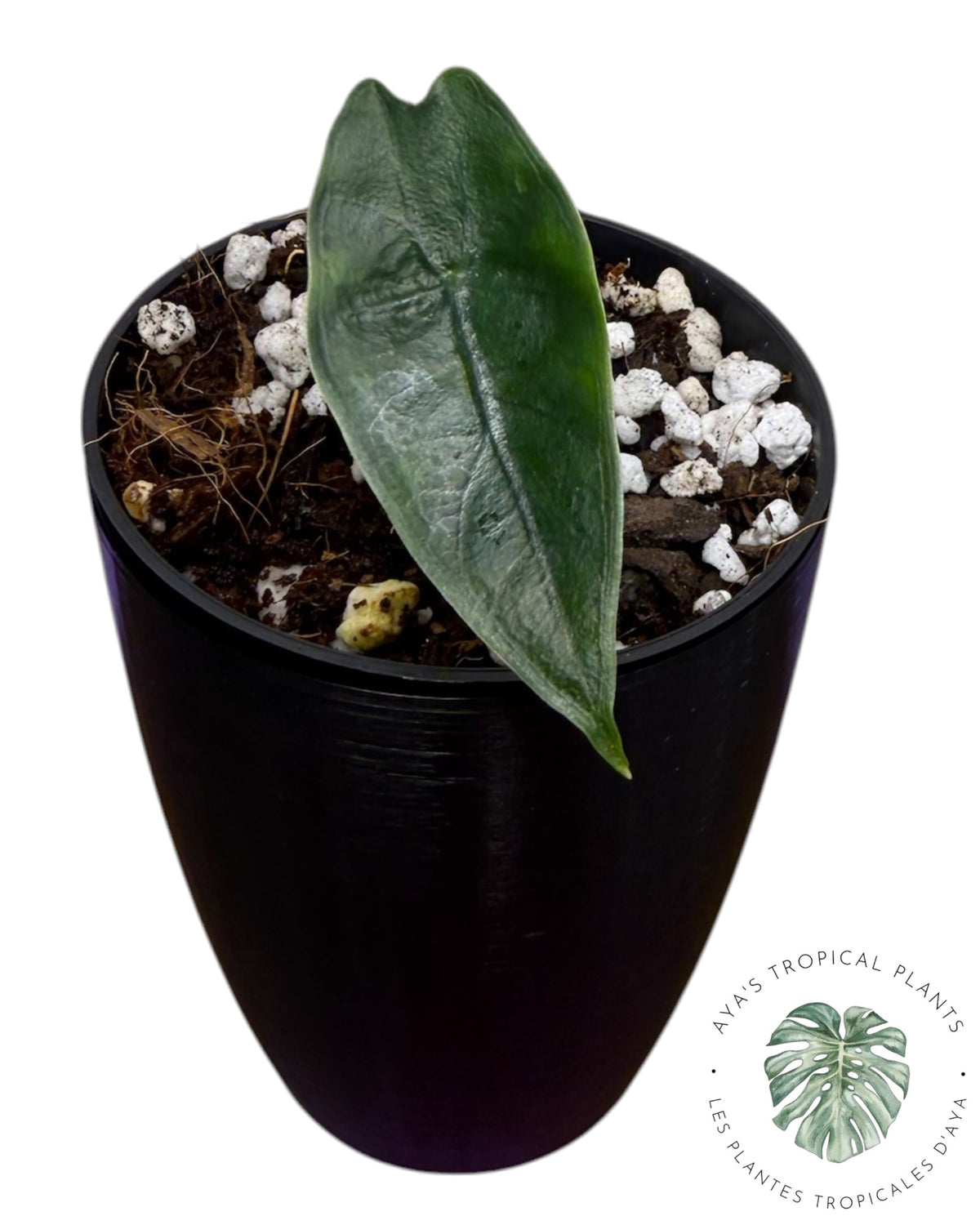 Alocasia Longiloba Purple