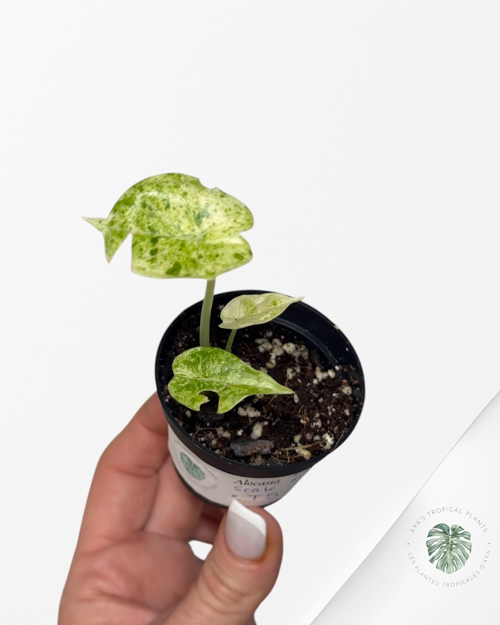 Alocasia Dragon Scale Mint - T5