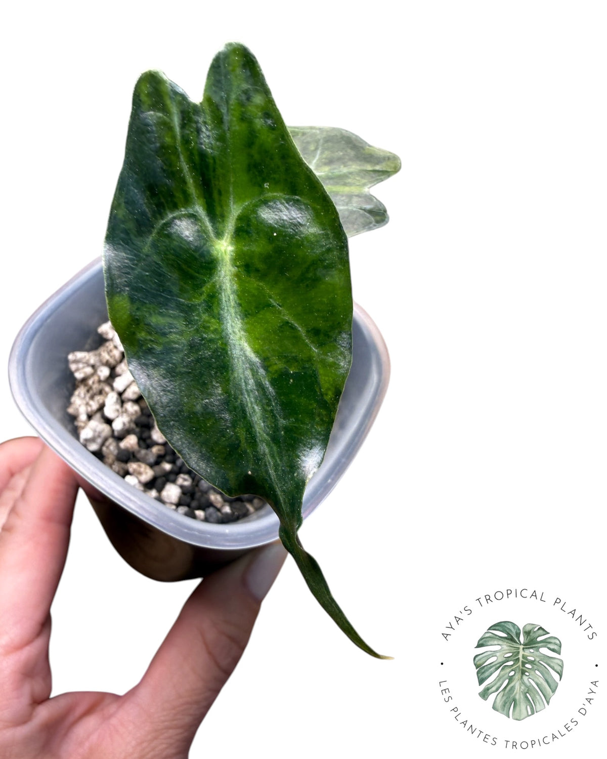 Alocasia Venom Aurea Variegated