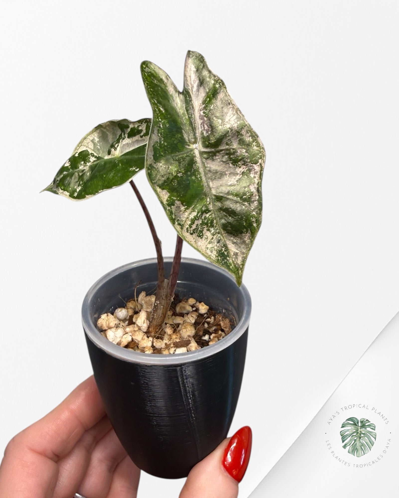 Alocasia Pseudo-Sanderiana Pink Variegated