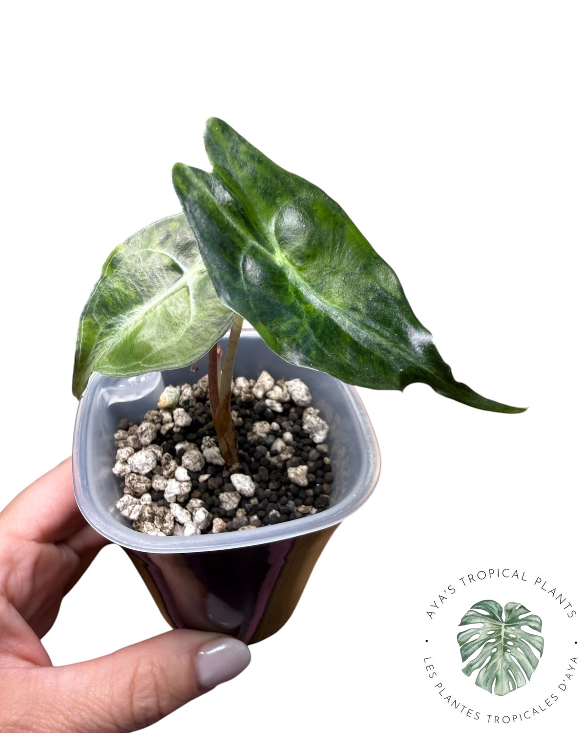 Alocasia Venom Aurea Variegated