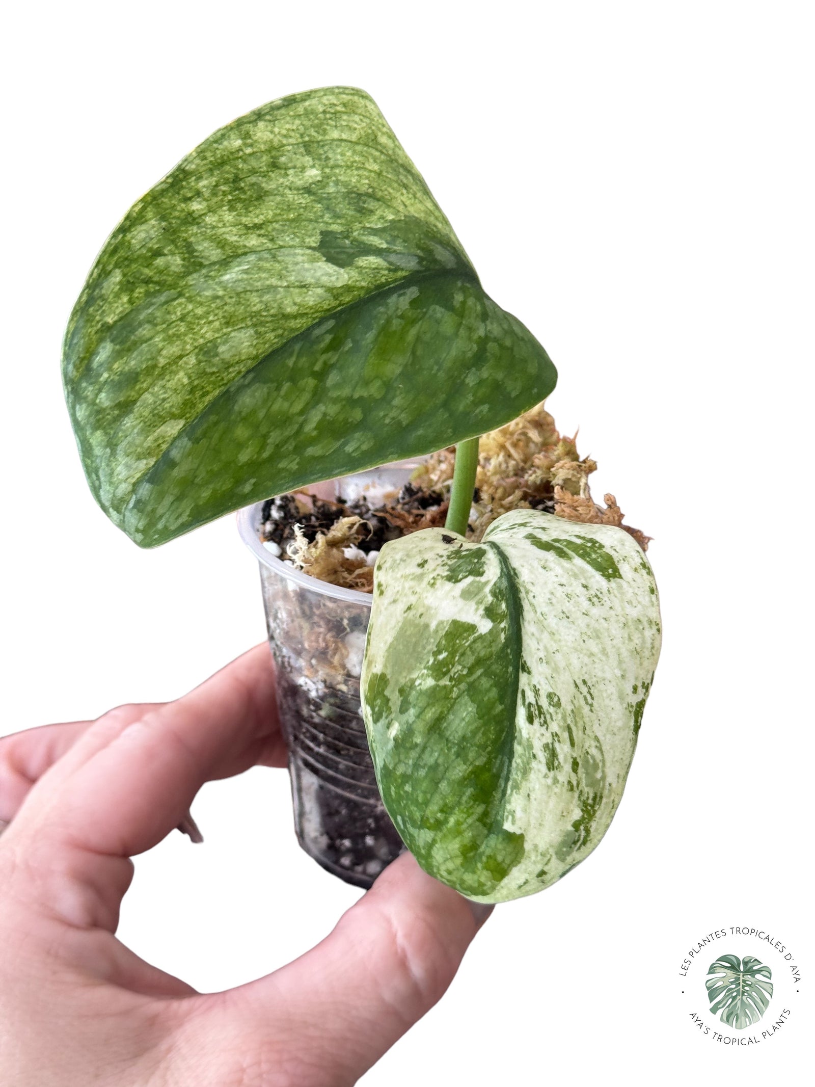 Scindapsus ‘Mayari’ Variegated-M246