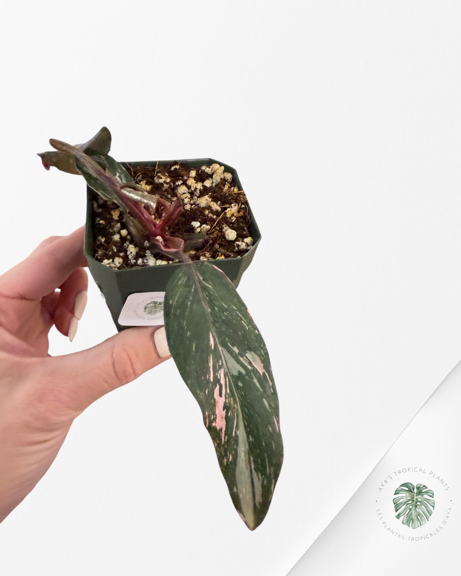 Philodendron Pink Princess Galaxy - SP900