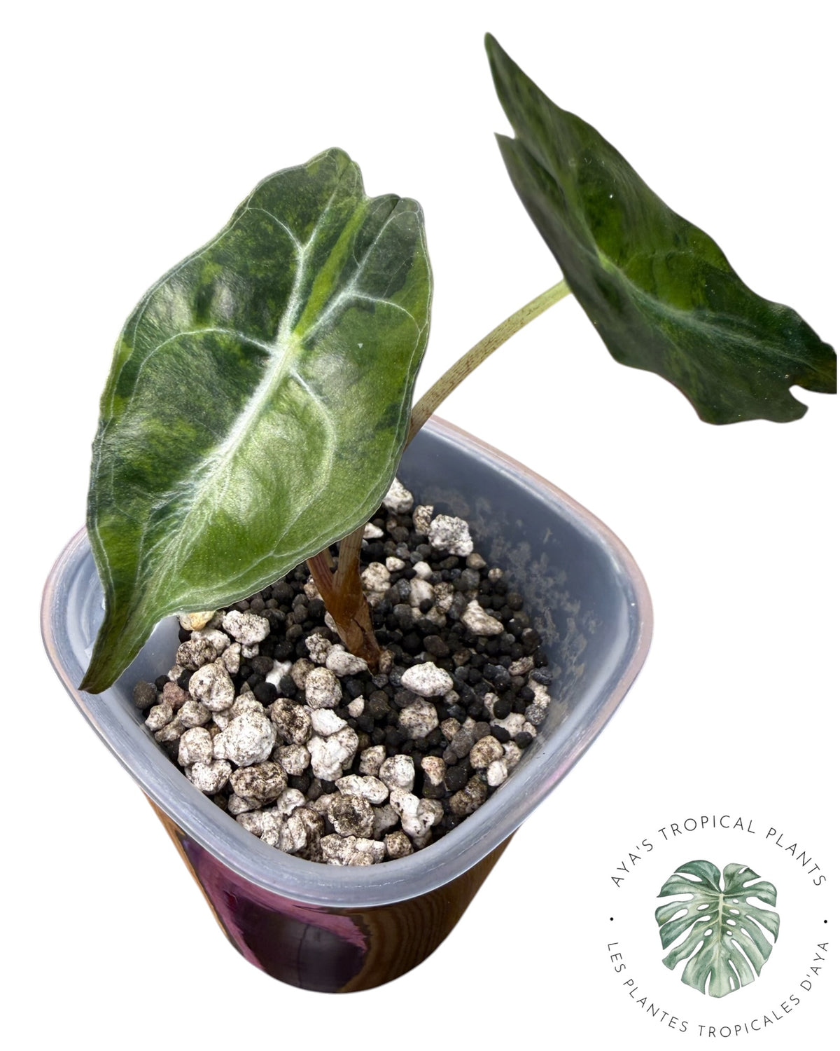 Alocasia Venom Aurea Variegated