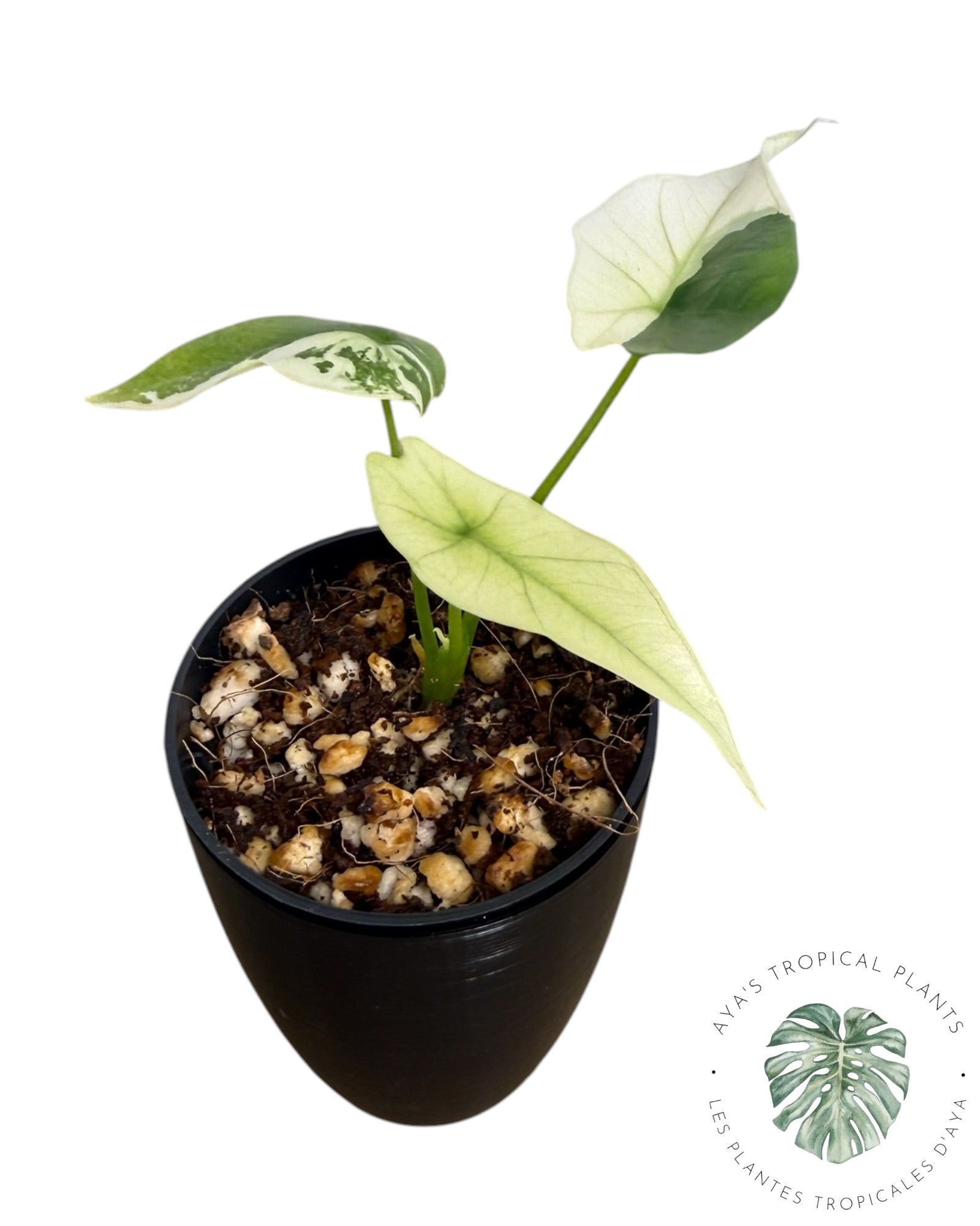 Alocasia Simpo Albo Variegated