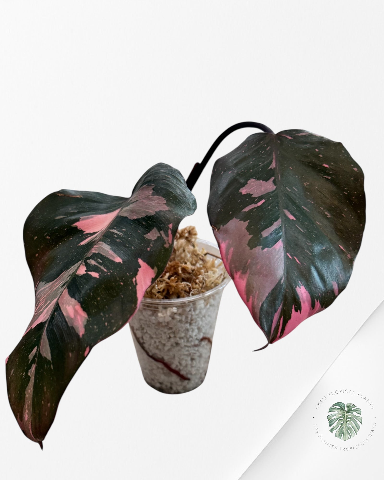 Philodendron Princesse Rose Marbre King - R