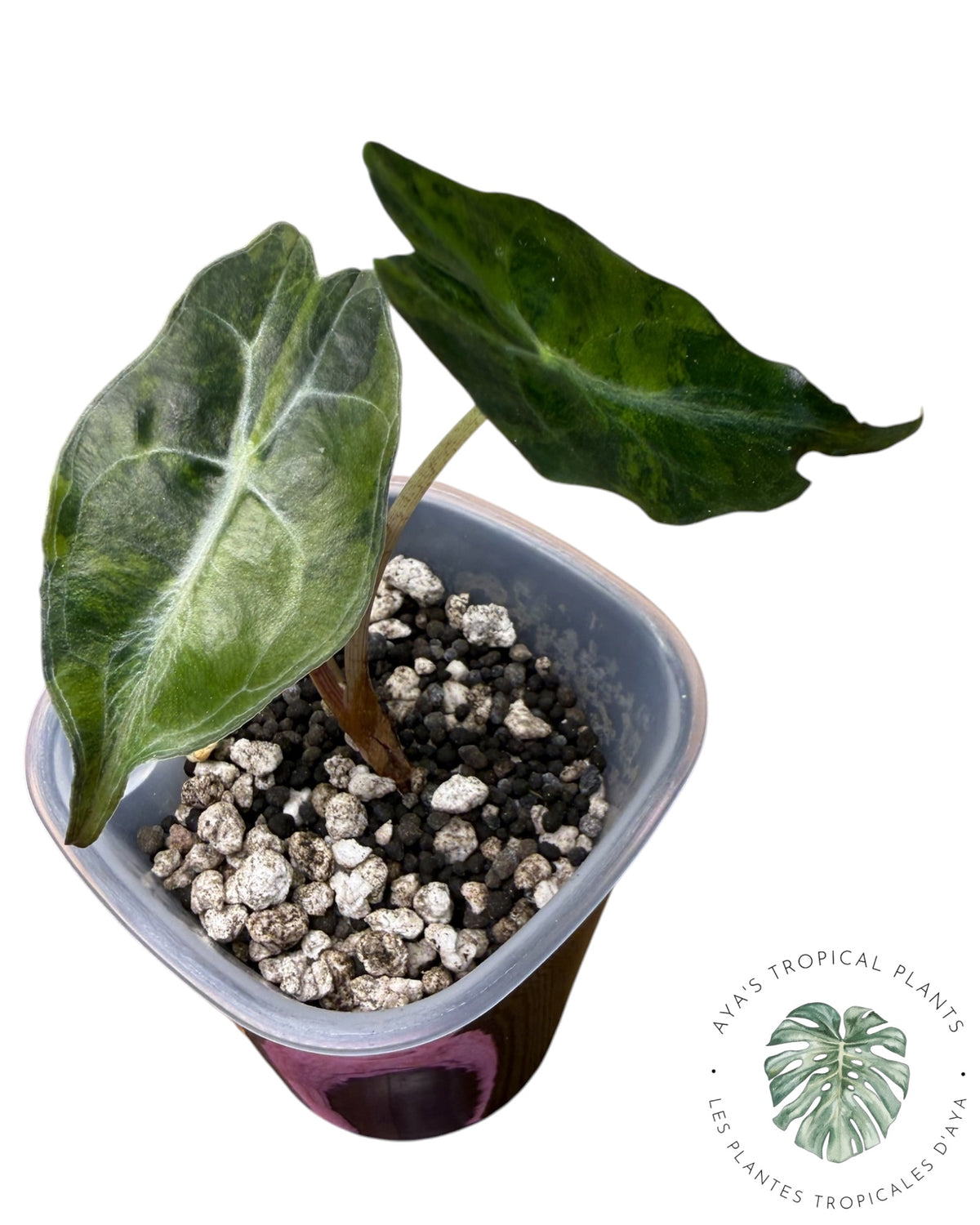 Alocasia Venom Aurea Variegated