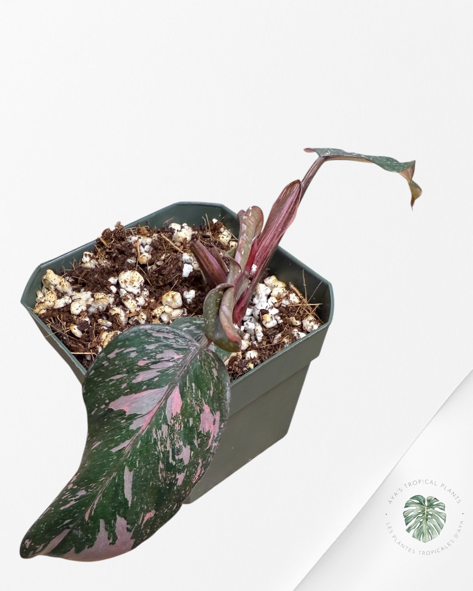 Philodendron Pink Princess Galaxy - SP900