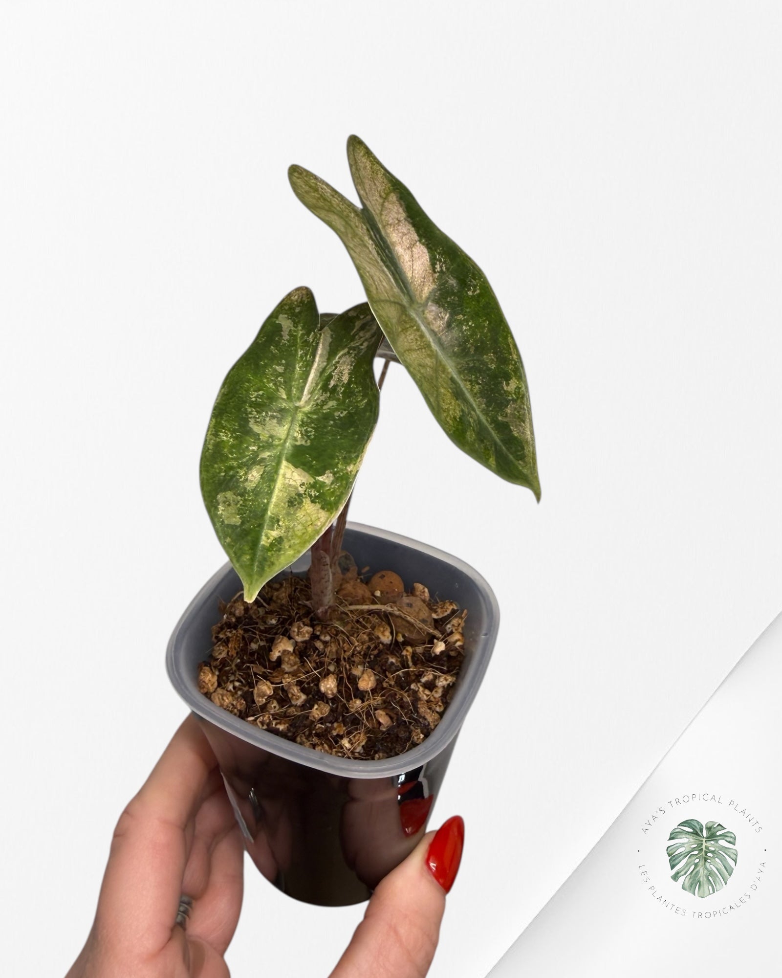 Alocasia Pseudo-Sanderiana Pink Variegated