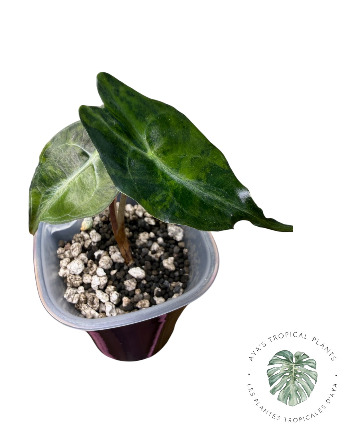 Alocasia Venom Aurea Variegated