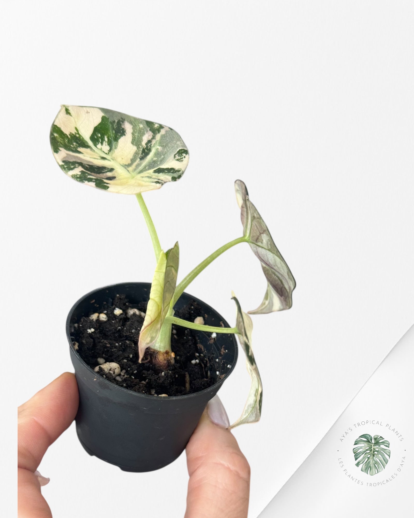 Alocasia Black Velvet Pink - PP2