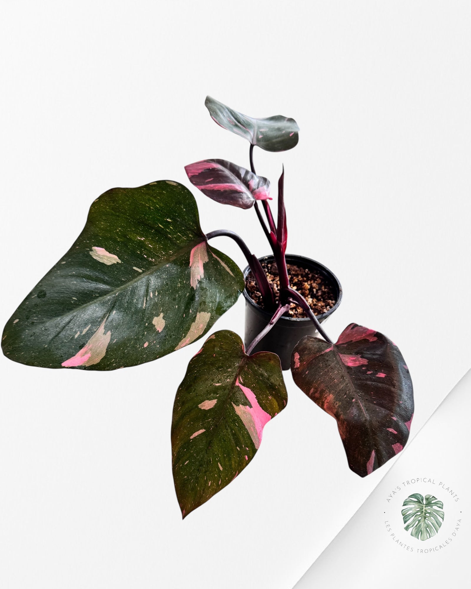 Philodendron Princesse Rose Marbre King - Q