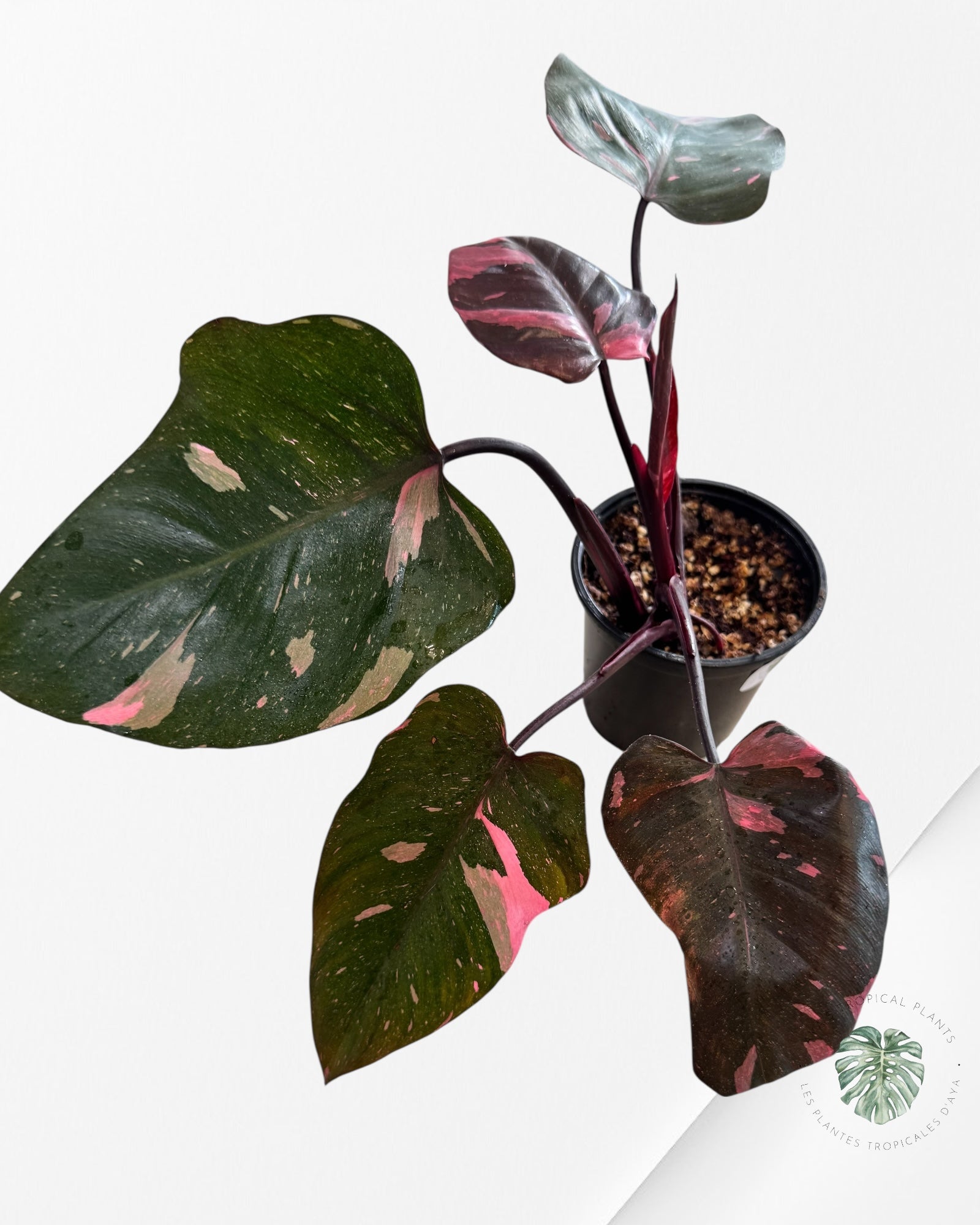 Philodendron Princesse Rose Marbre King - Q