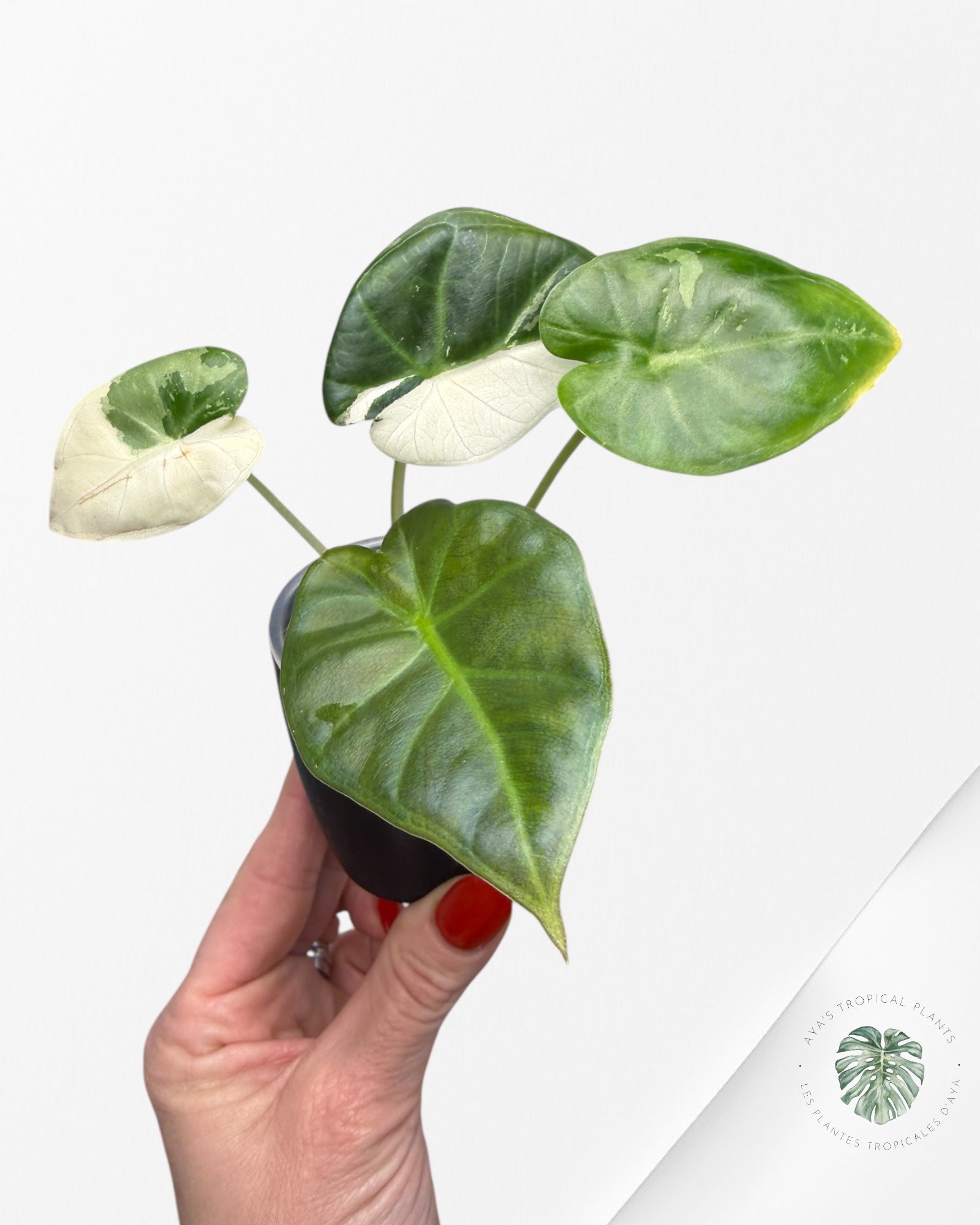 Alocasia Regal Shield Variegated Albo