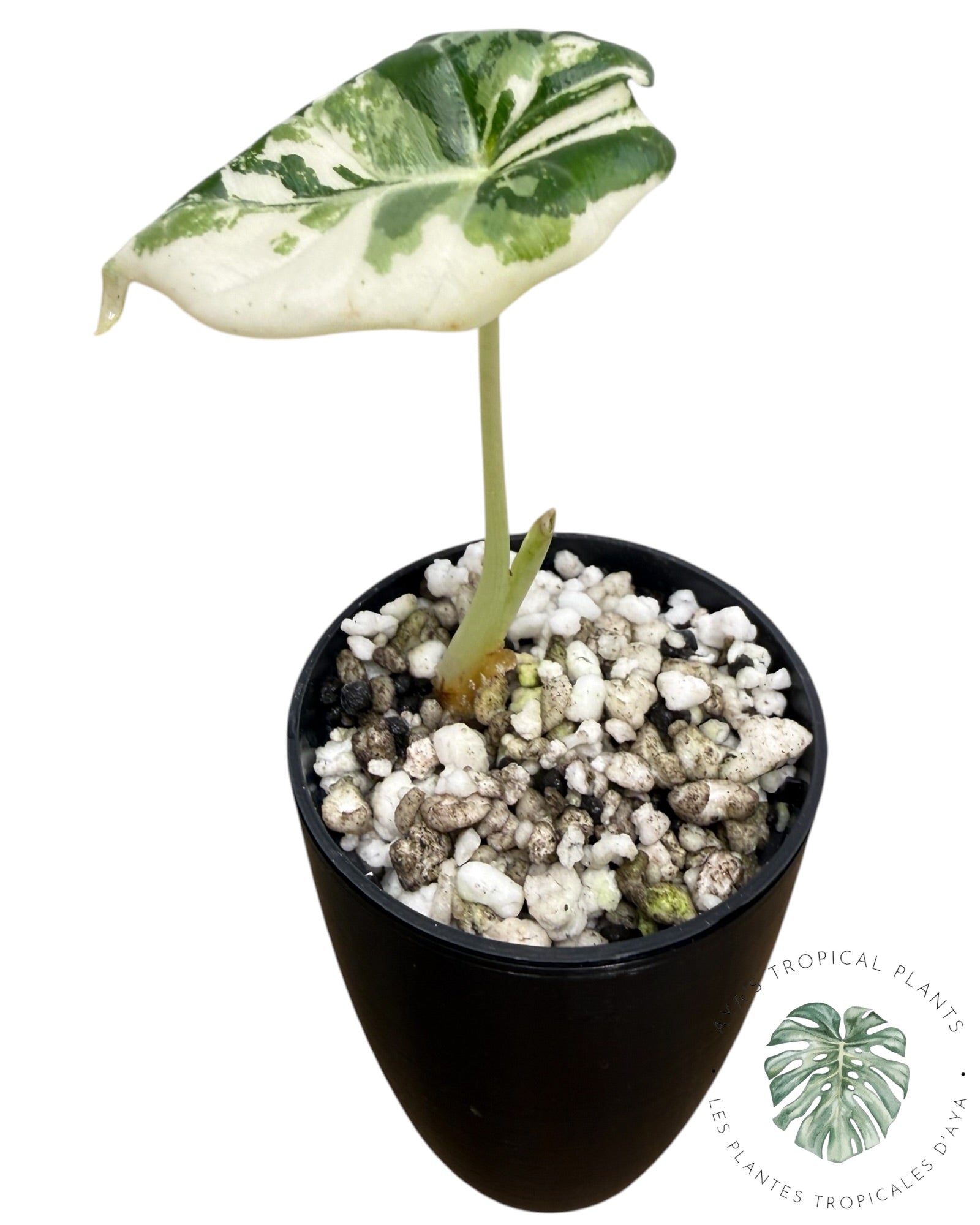 Alocasia Maharani Albo