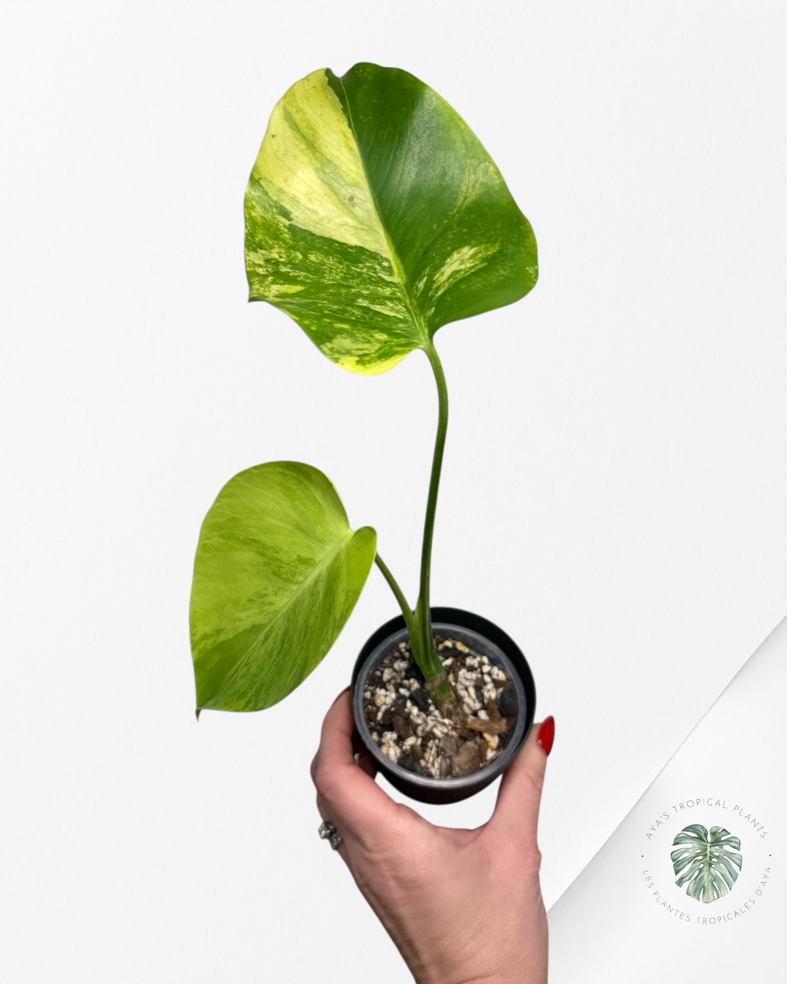 Monstera Deliciosa Pom Pom