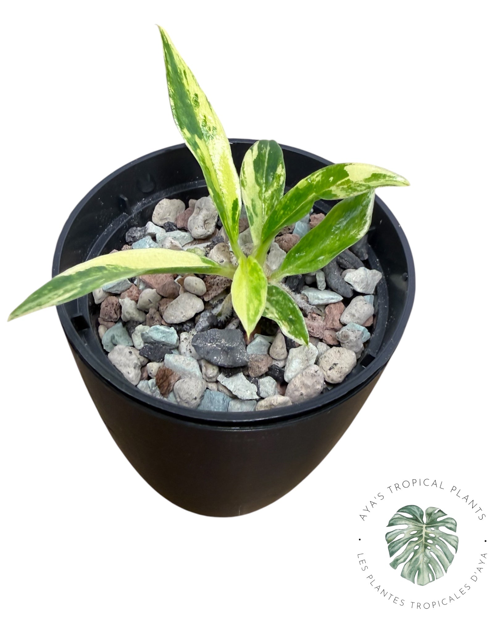 Philodendron Tortum Variegated
