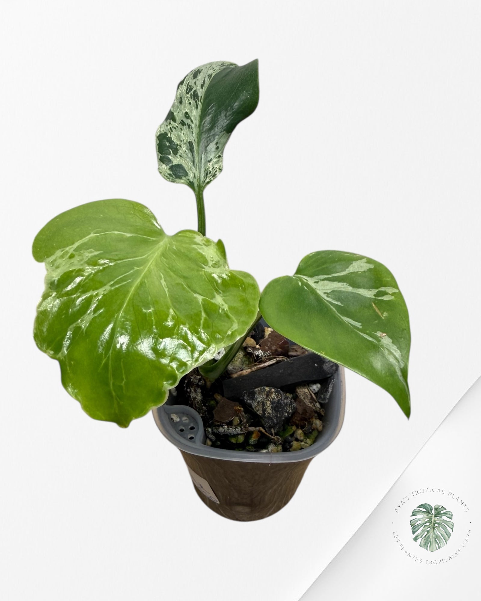 モンステラ バルバソー Bulbasaur モンステラ バルバソー Bulbasaur Buy Monstera Deliciosa 'Bulbasaur