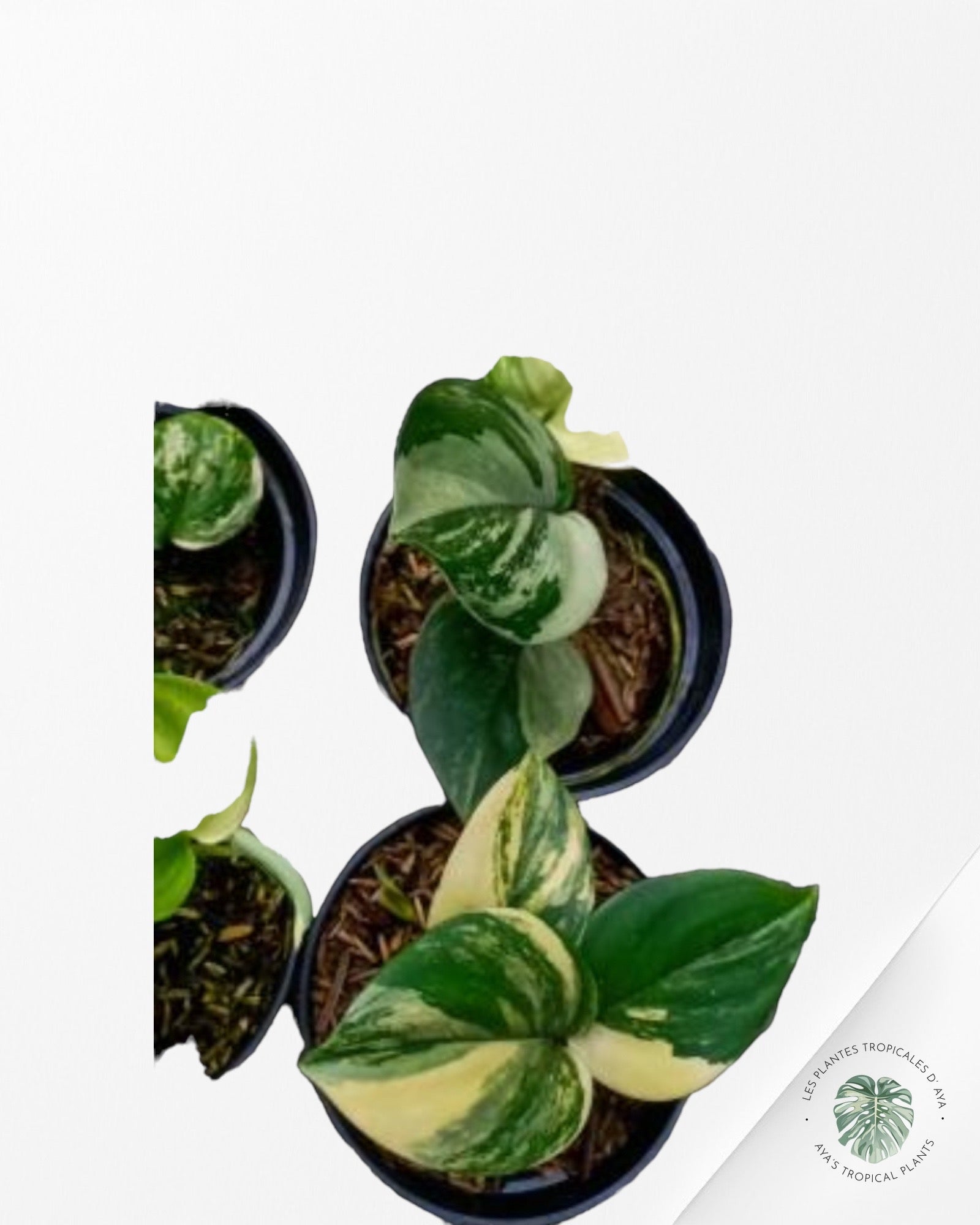 Monstera Aurea-PO0724