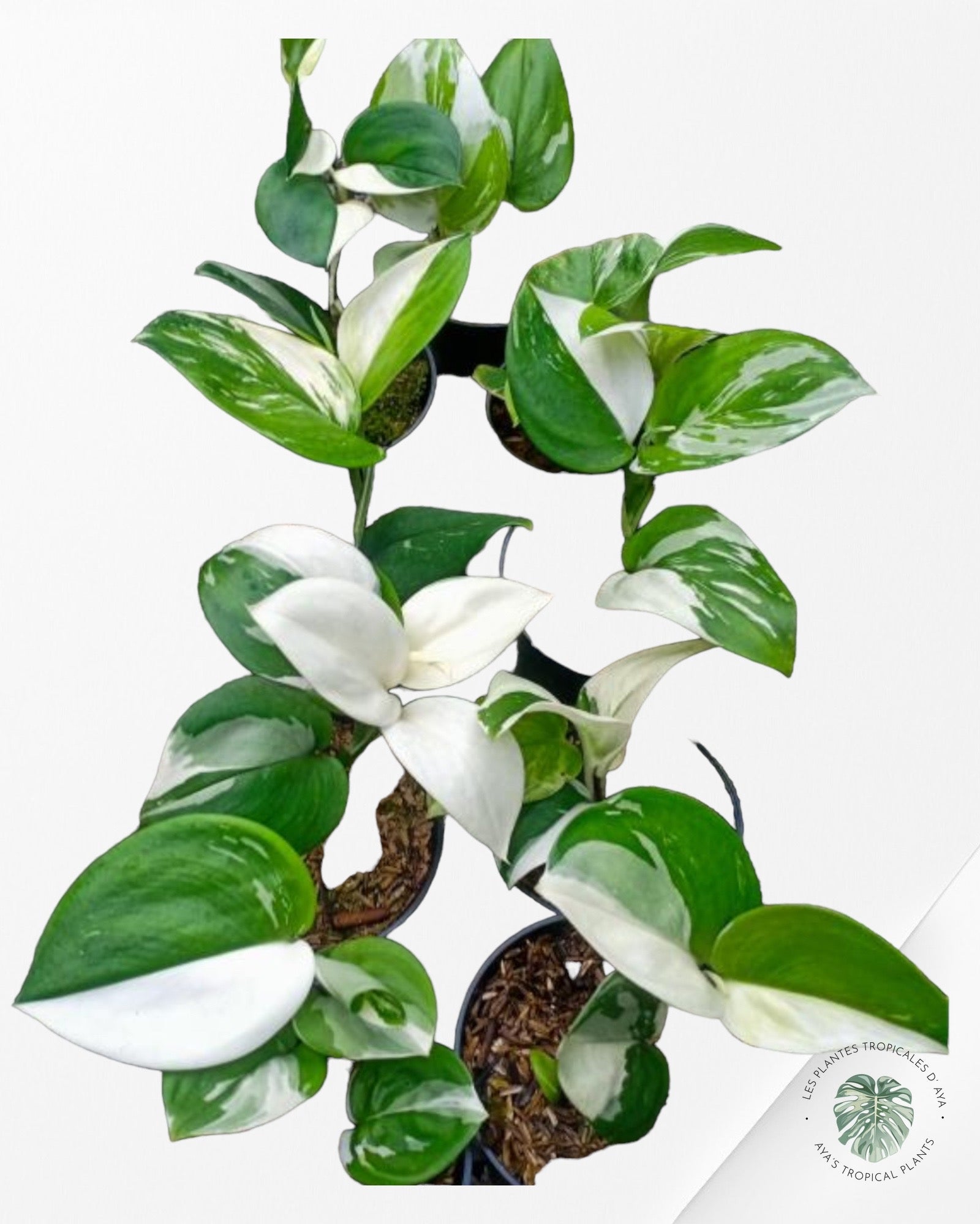 Monstera Aurea-PO0724