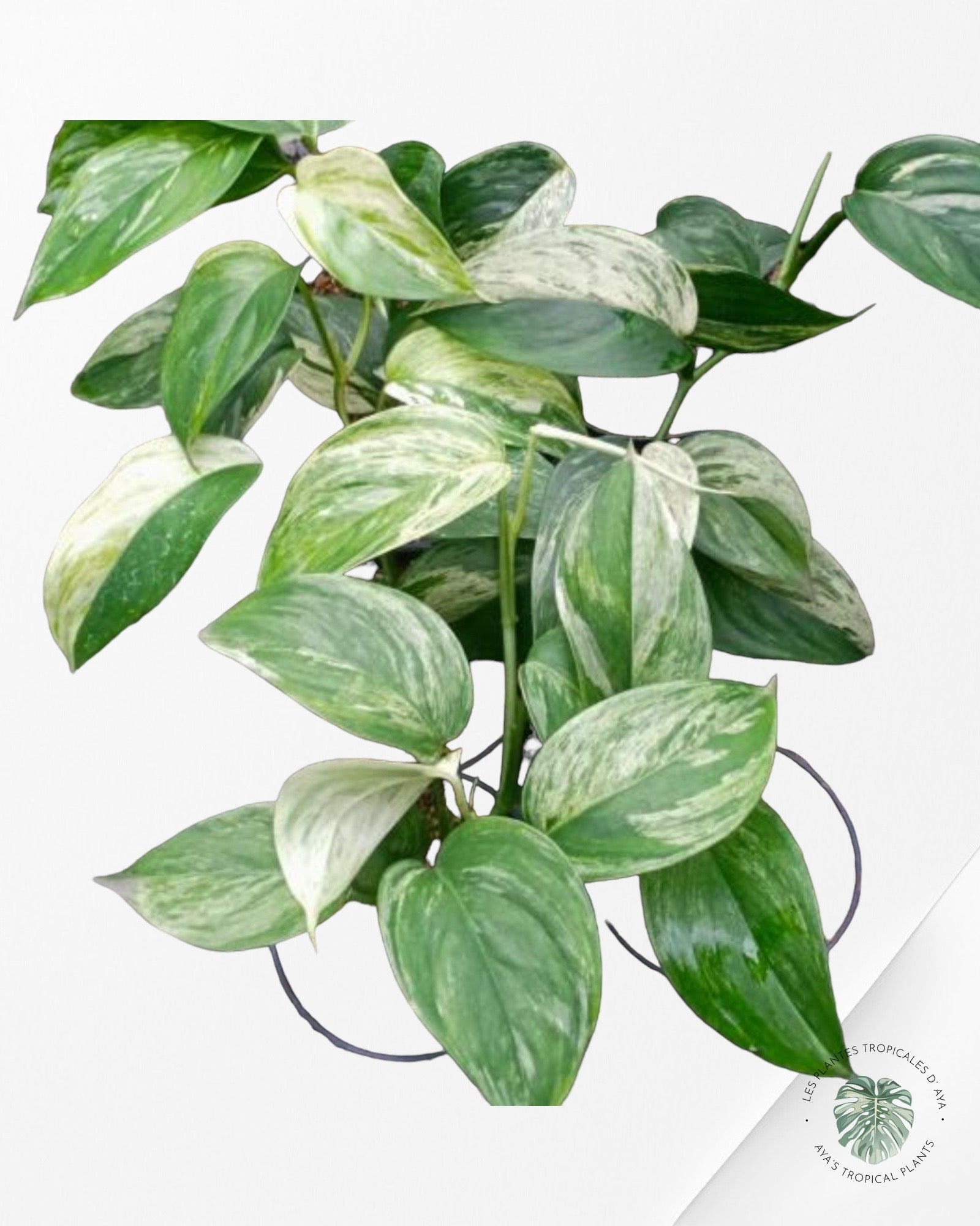 Monstera Aurea-PO0724