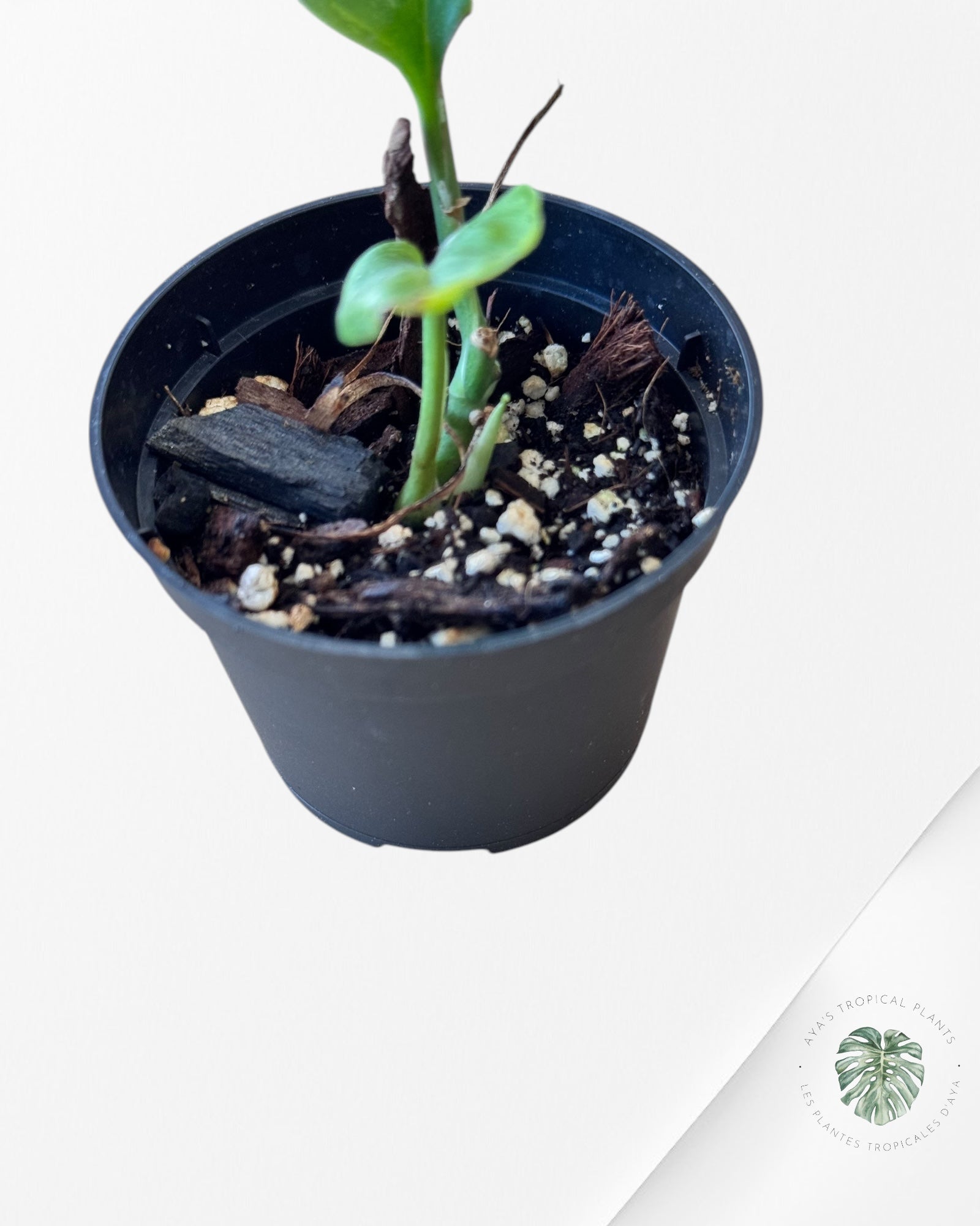 Monstera Aurea-PO0724