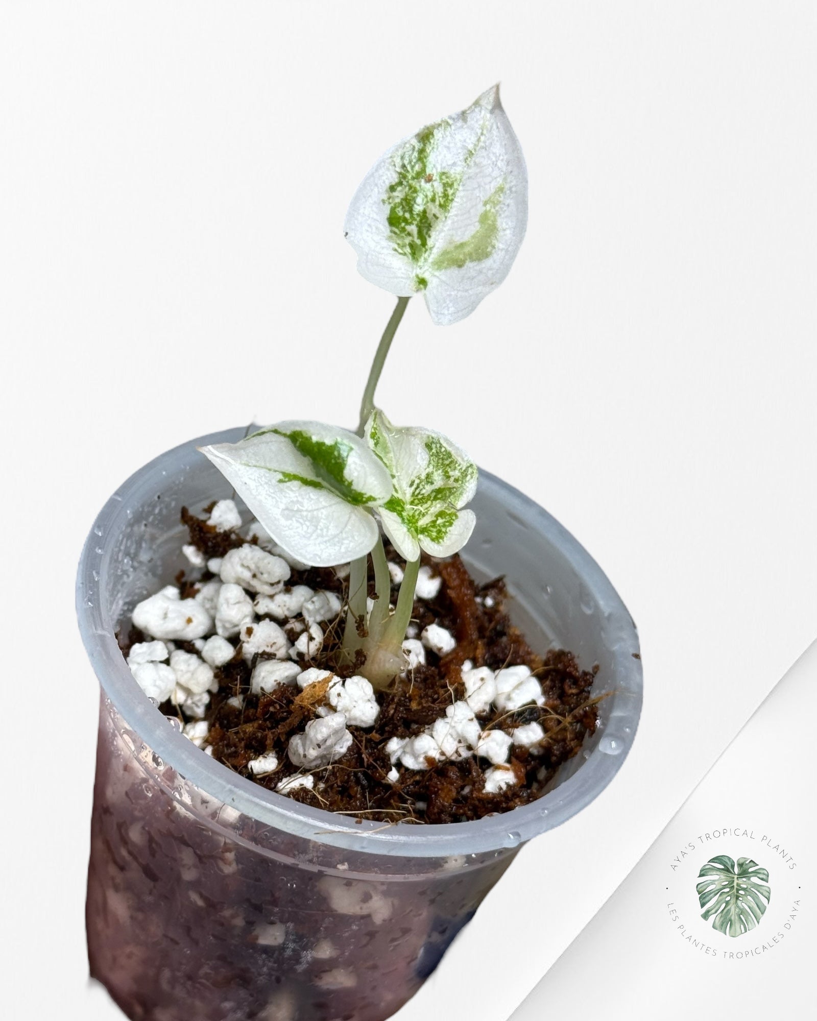 Alocasia Cuprea Pink Variegated | Rare TC Plant| Aya's Tropical Plants