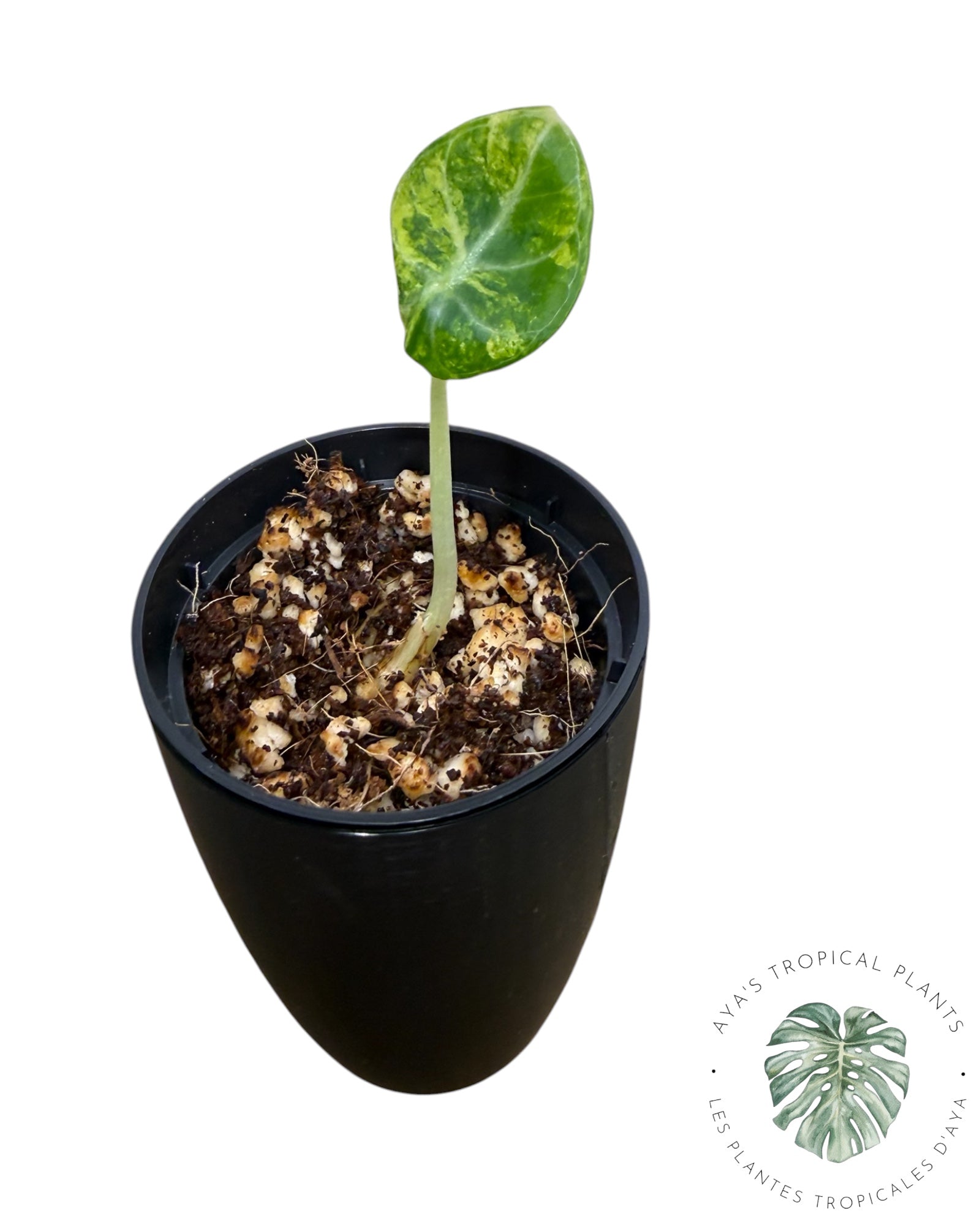 Alocasia Ninja Aurea