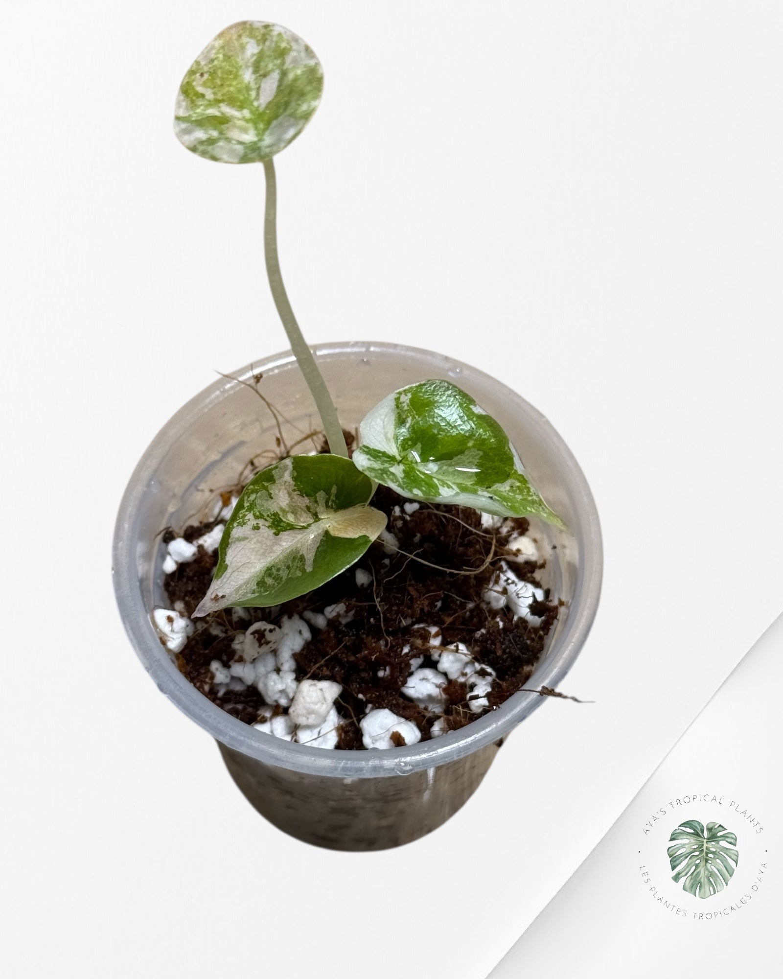 Alocasia Cuprea Pink Variegated | Rare TC Plant| Aya's Tropical Plants