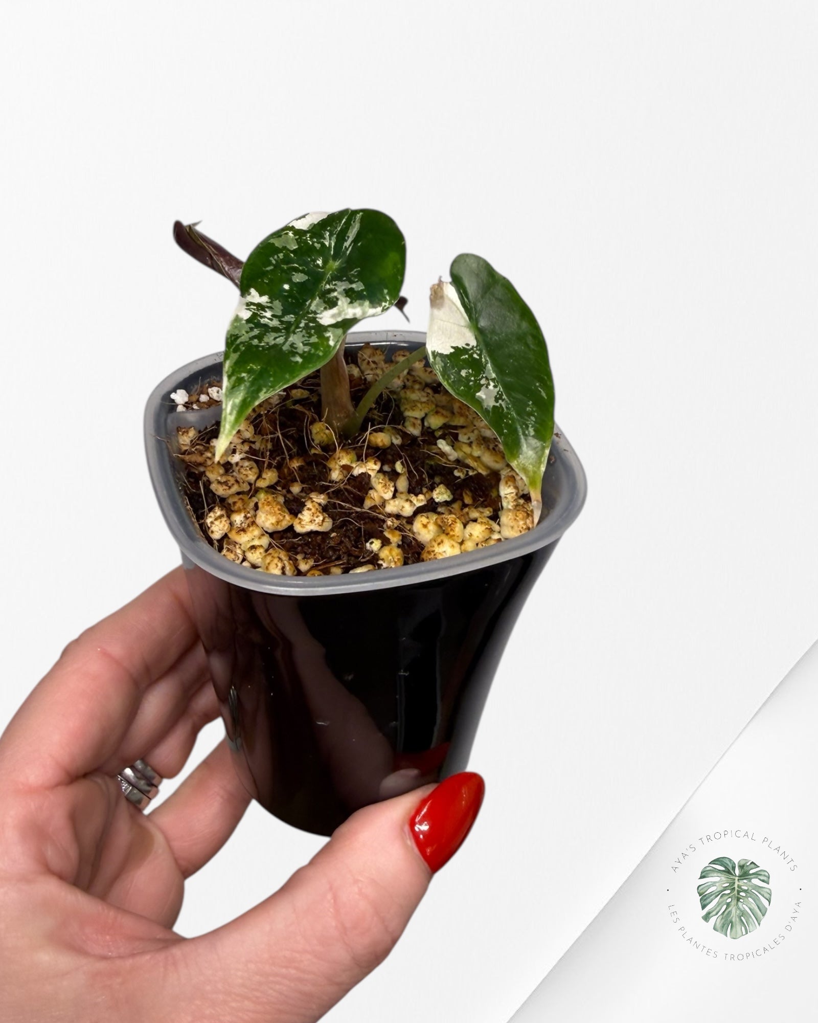 Alocasia Polly Pink Variegated