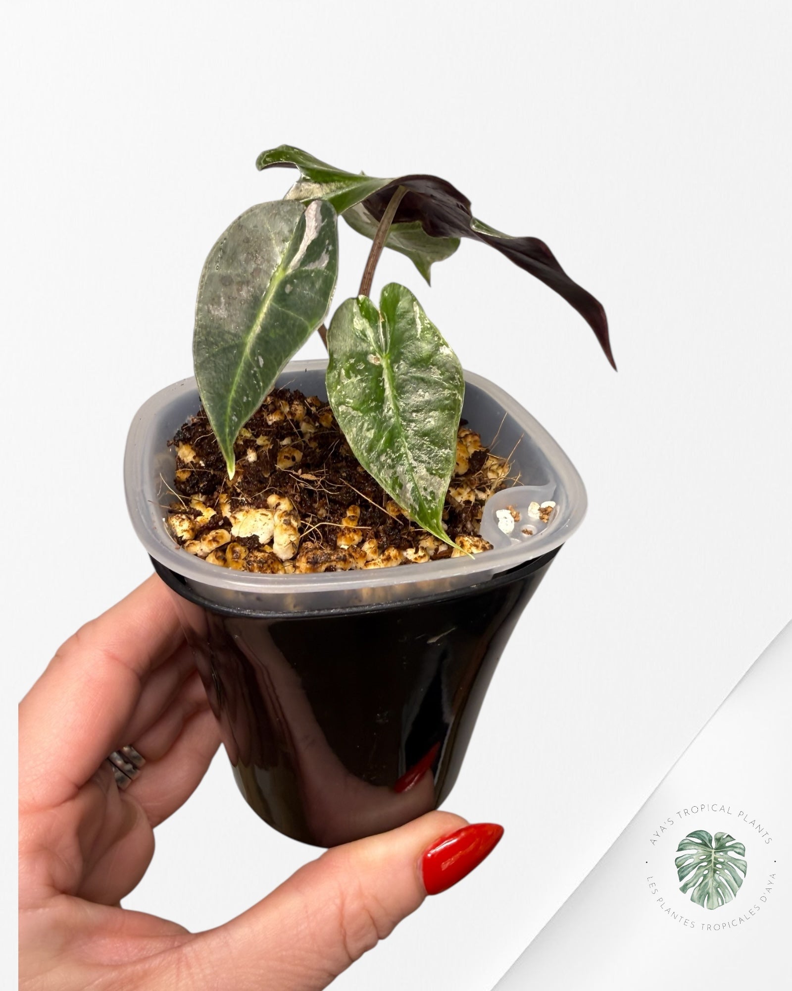 Alocasia Polly Pink Variegated