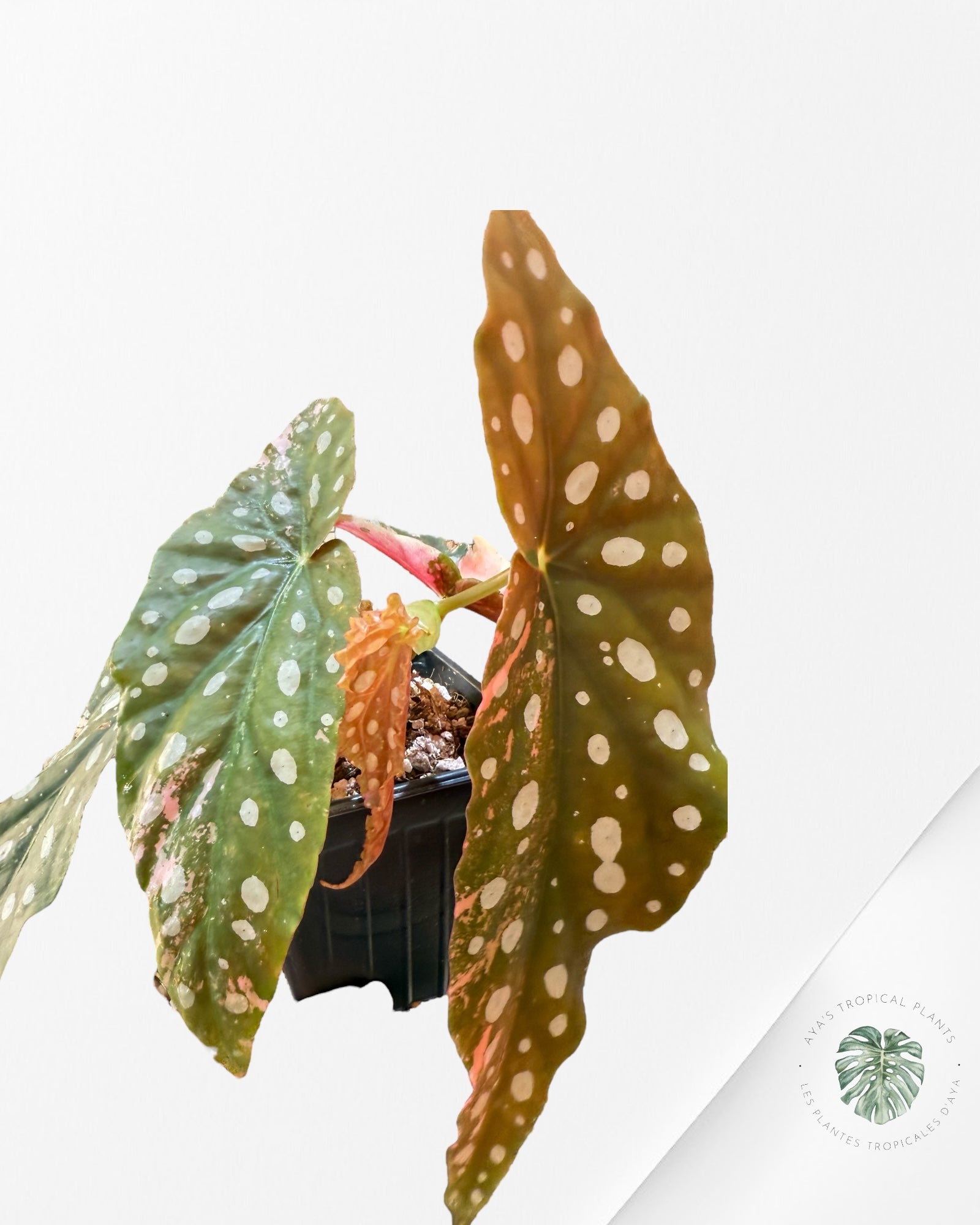 Begonia Maculata Pink Variegated-FL10