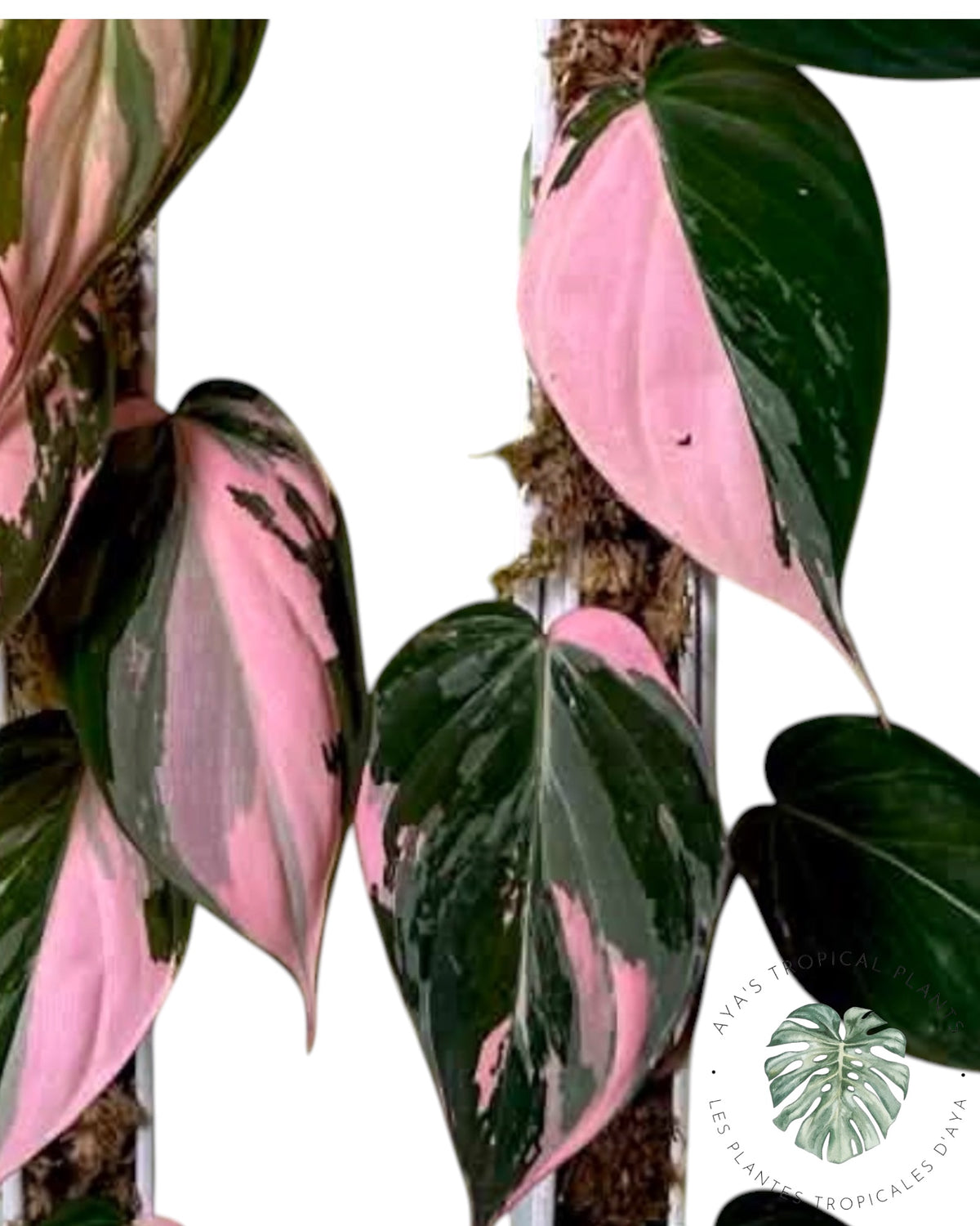 Philodendron REAL Pink Micans Variegated – Limited Pre-Sale