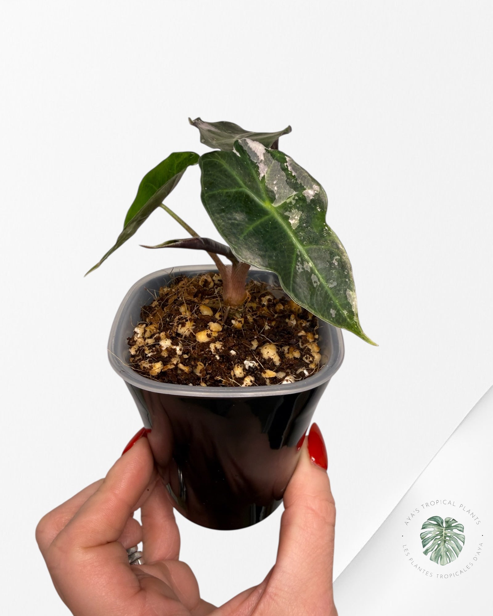 Alocasia Polly Pink Variegated