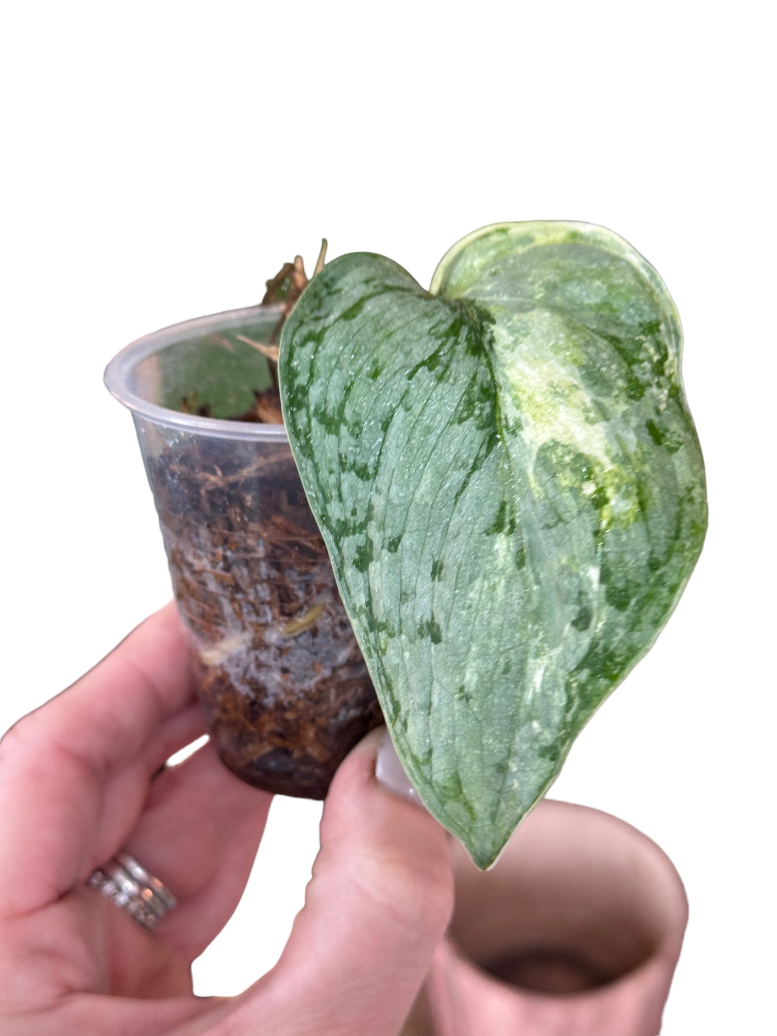 Epipremnum Pinnatum Albo(M) 2122