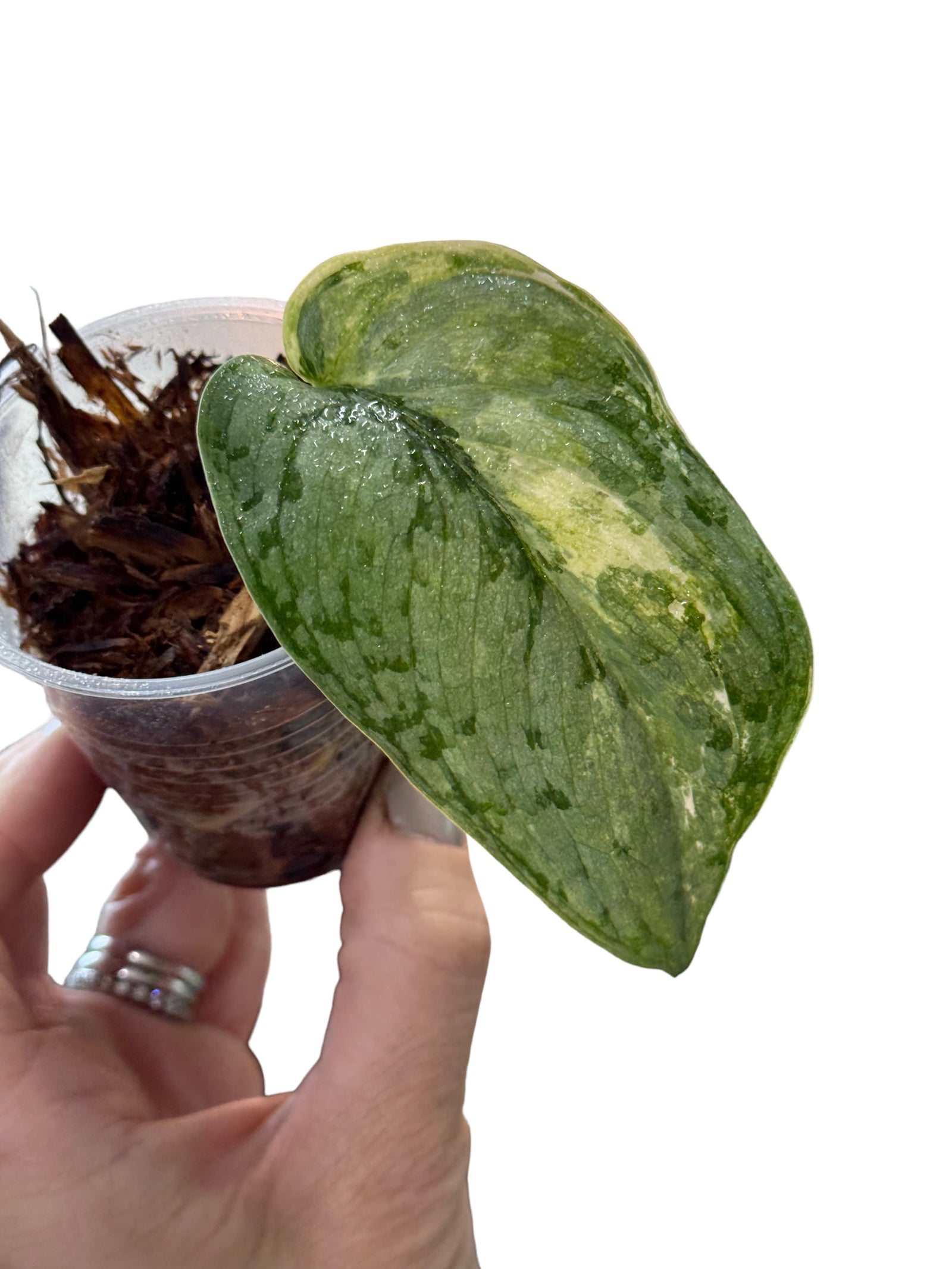 Epipremnum Pinnatum Albo(M) 2122