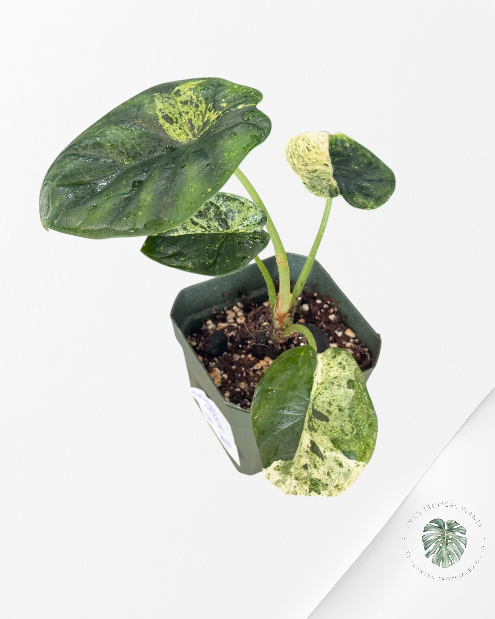 Alocasia Dragon Scale Mint - S4