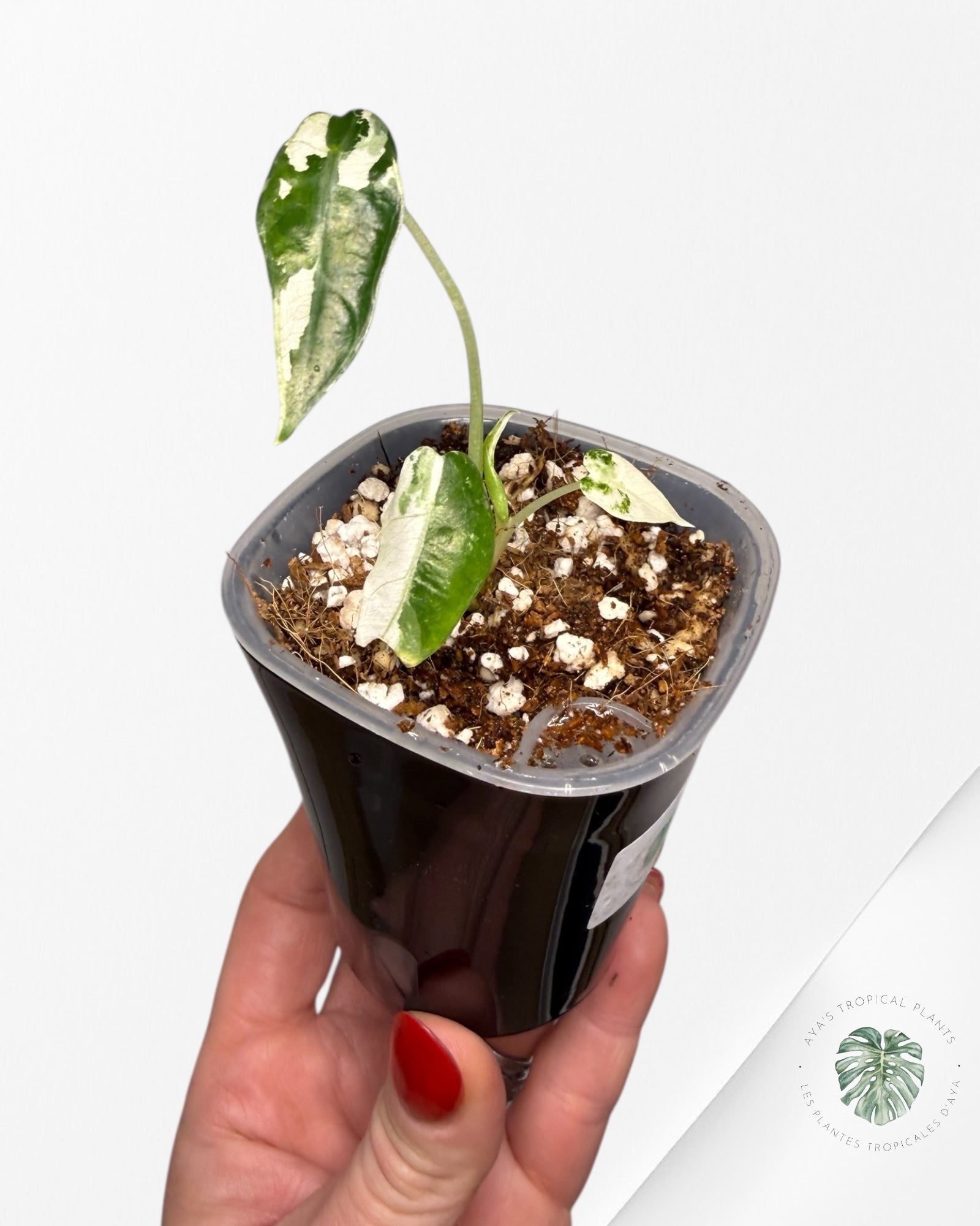 Alocasia Bambino Albo & Aurea Variegated