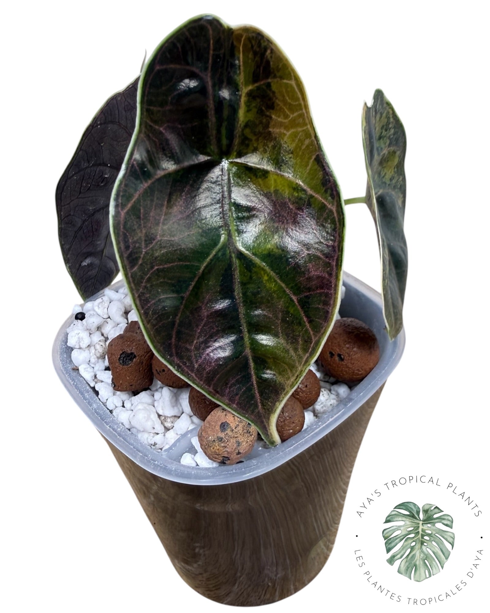 Alocasia Azlanii Aurea Variegated