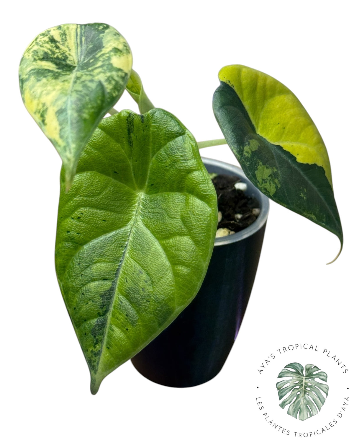 Alocasia Maharani Golden Lime