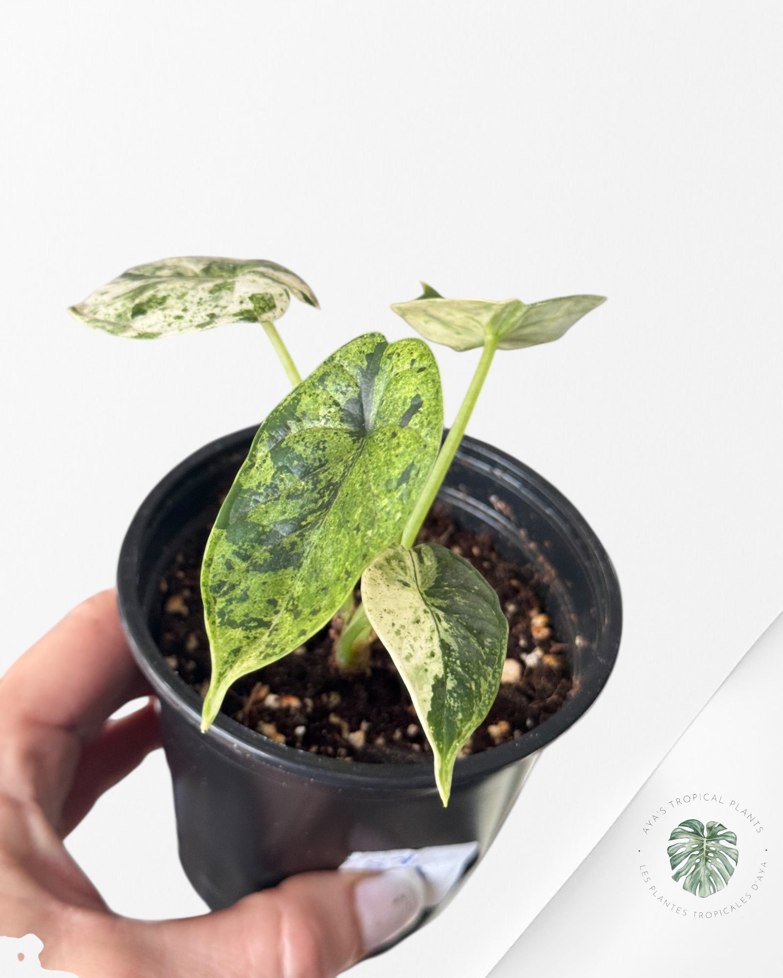 Alocasia Dragon Scale Menthe - S7