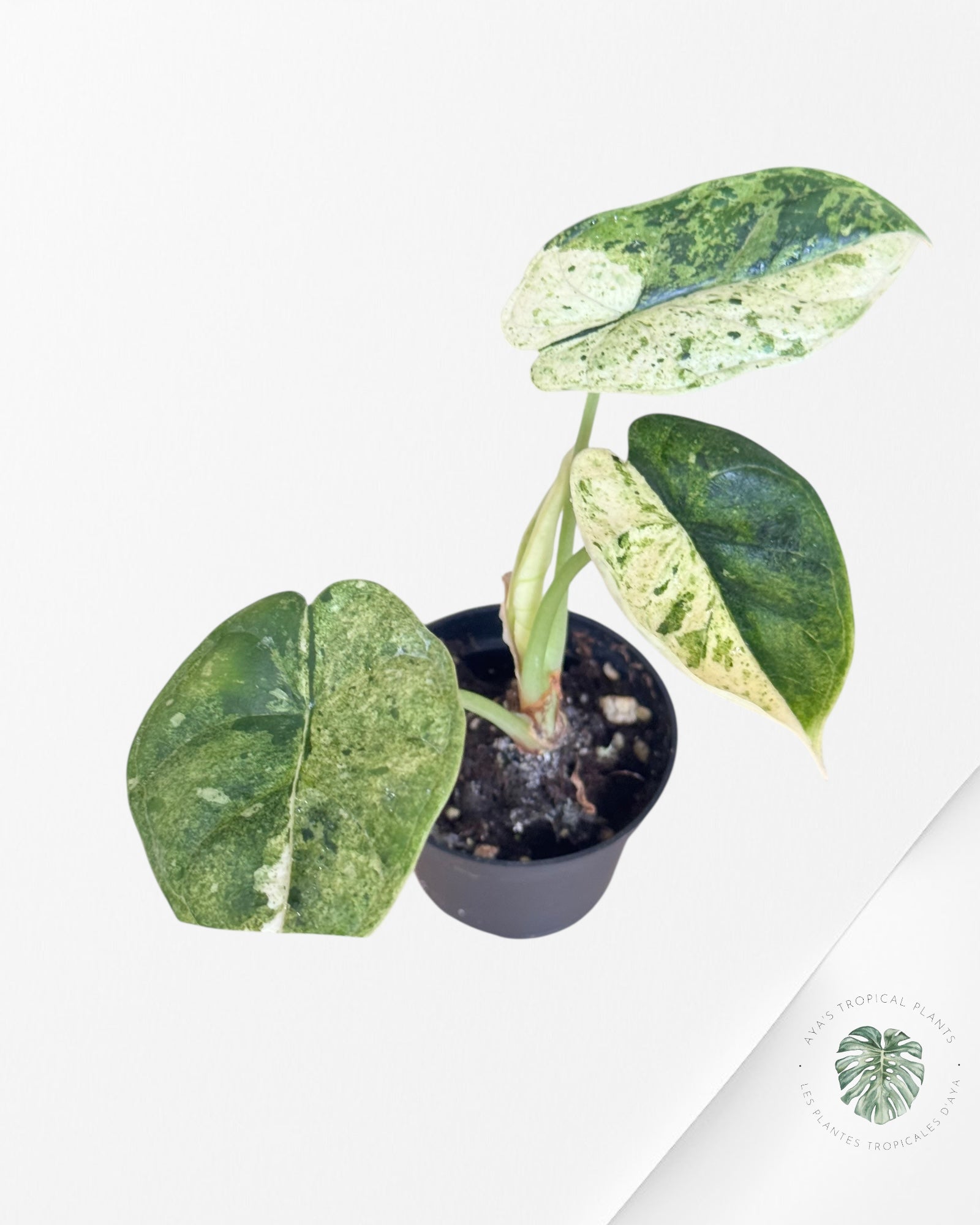 Alocasia Dragon Scale Mint-50
