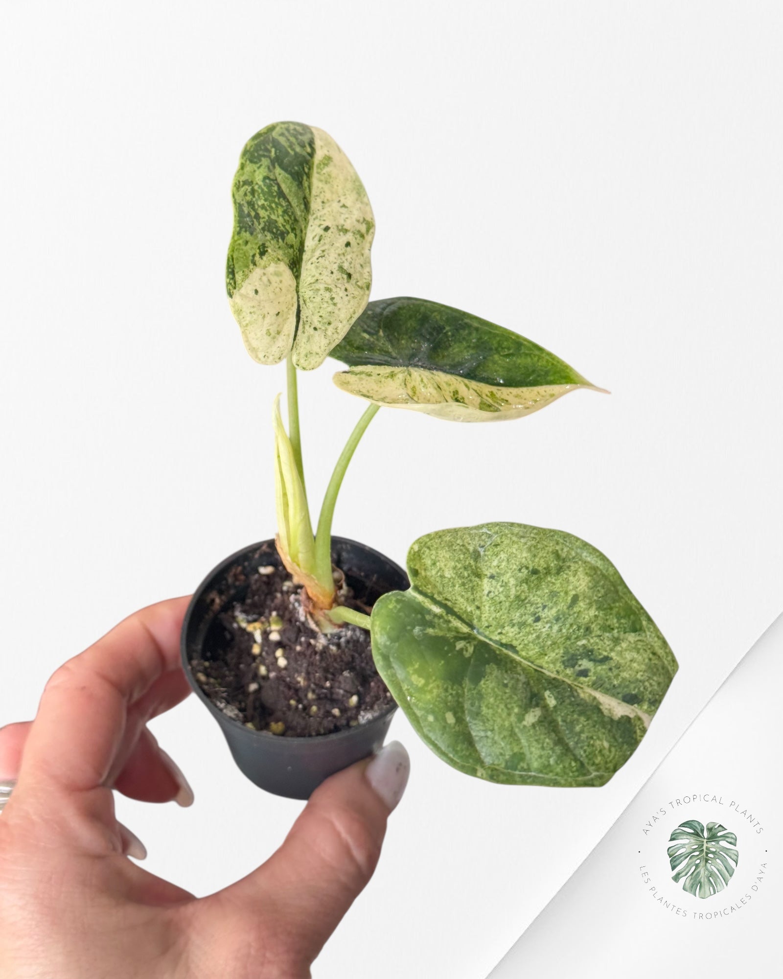 Alocasia Dragon Scale Mint-50
