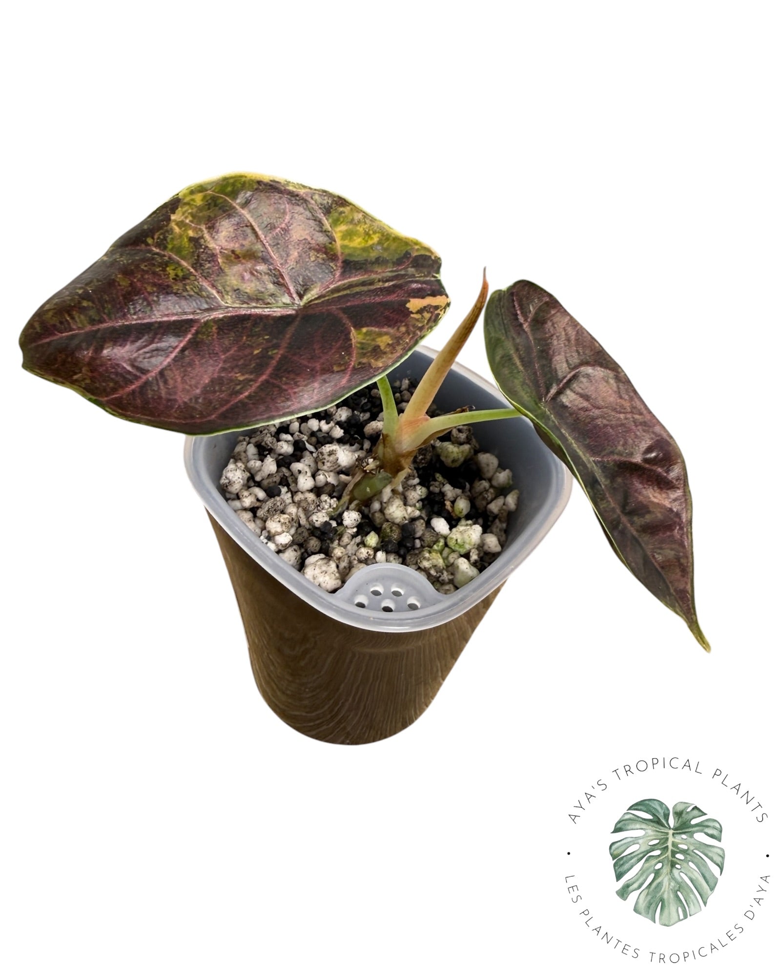 Alocasia Azlanii Aurea panaché