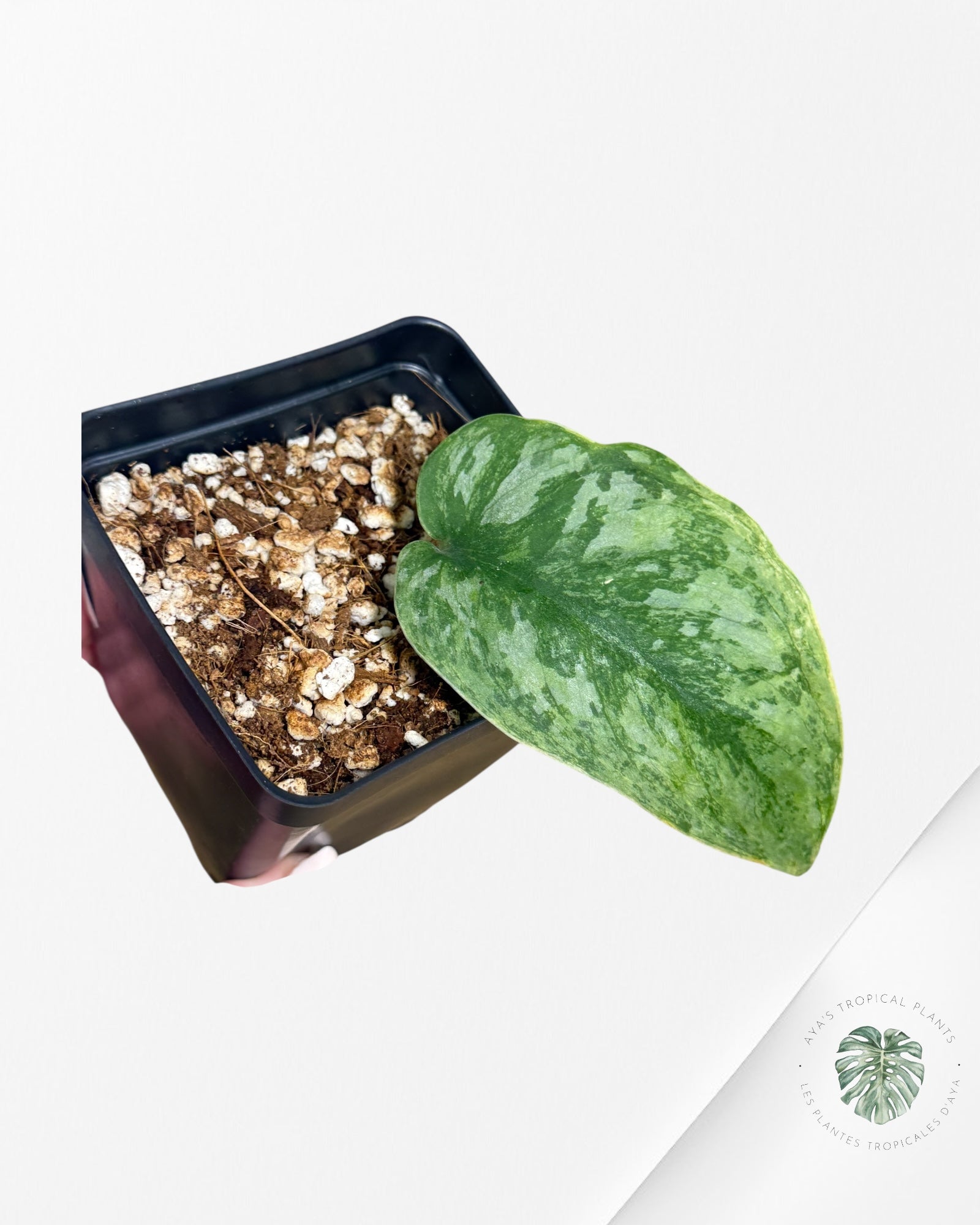 Scindapsus Exotica Mejile - A