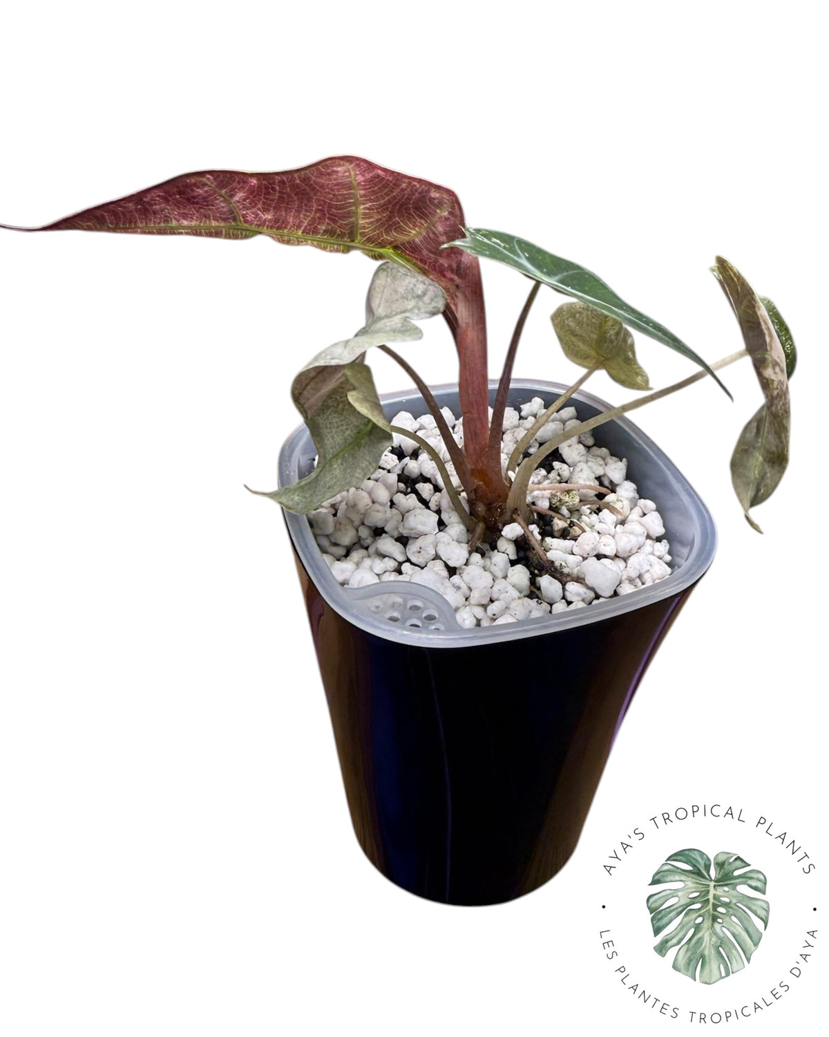 Alocasia Polly Lava Variegated